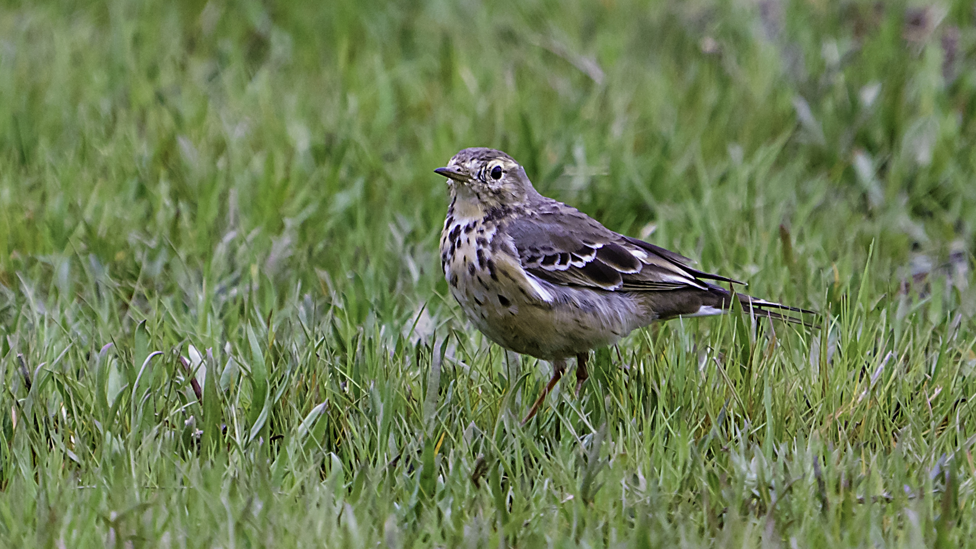Pasifik incirkuşu » Buff-bellied Pipit » Anthus japonicus
