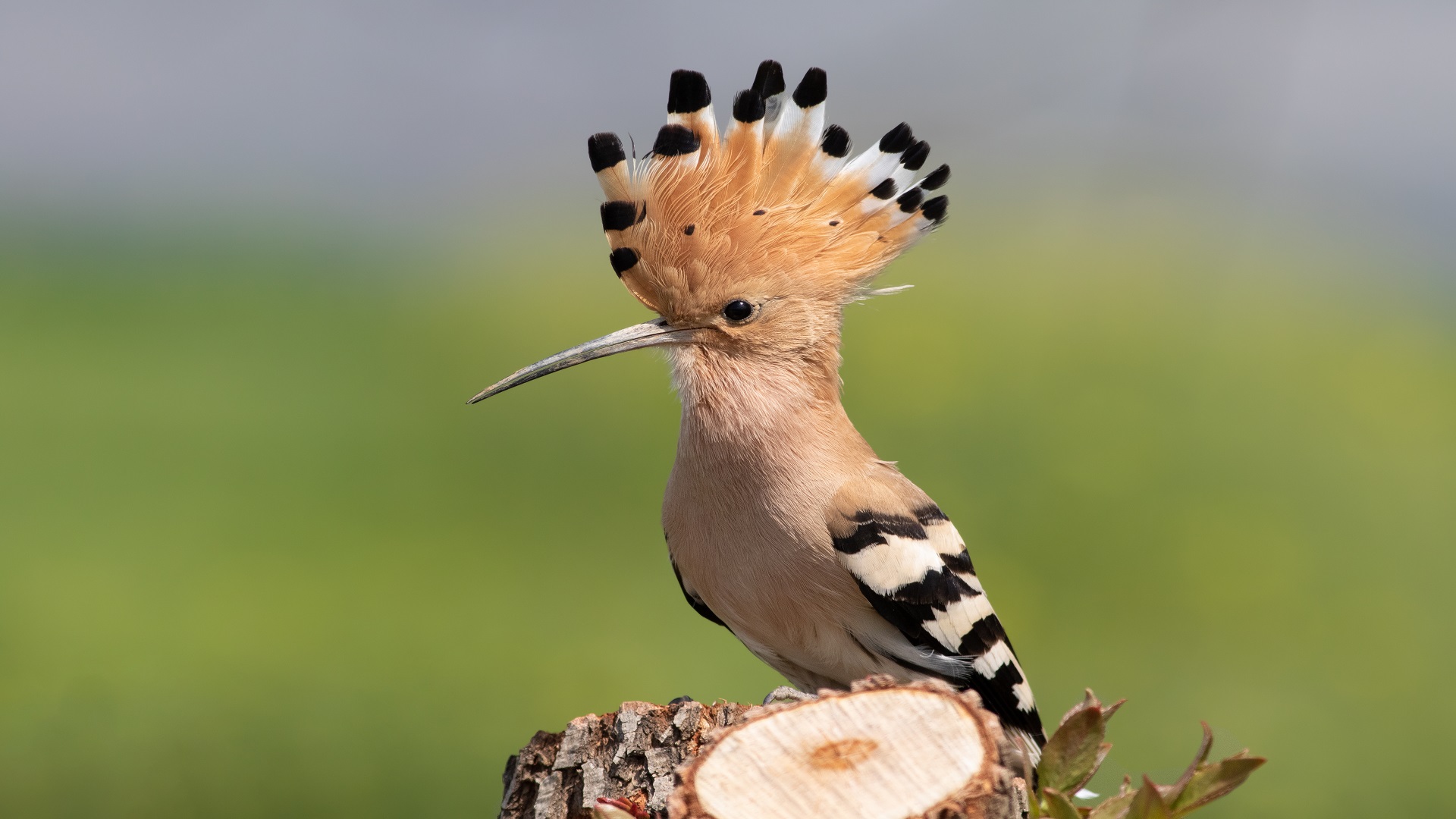 İbibik » Eurasian Hoopoe » Upupa epops