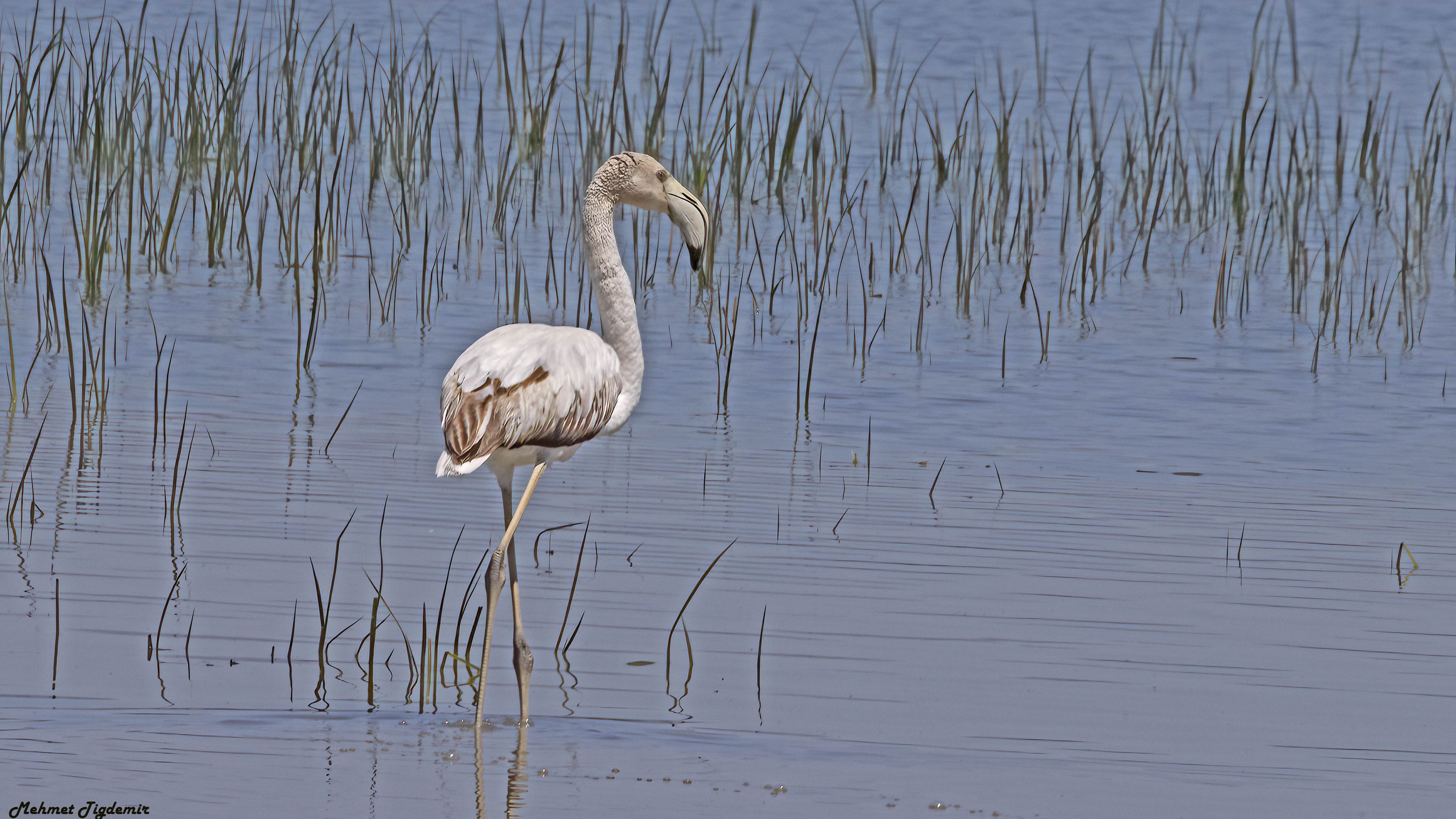 Flamingo