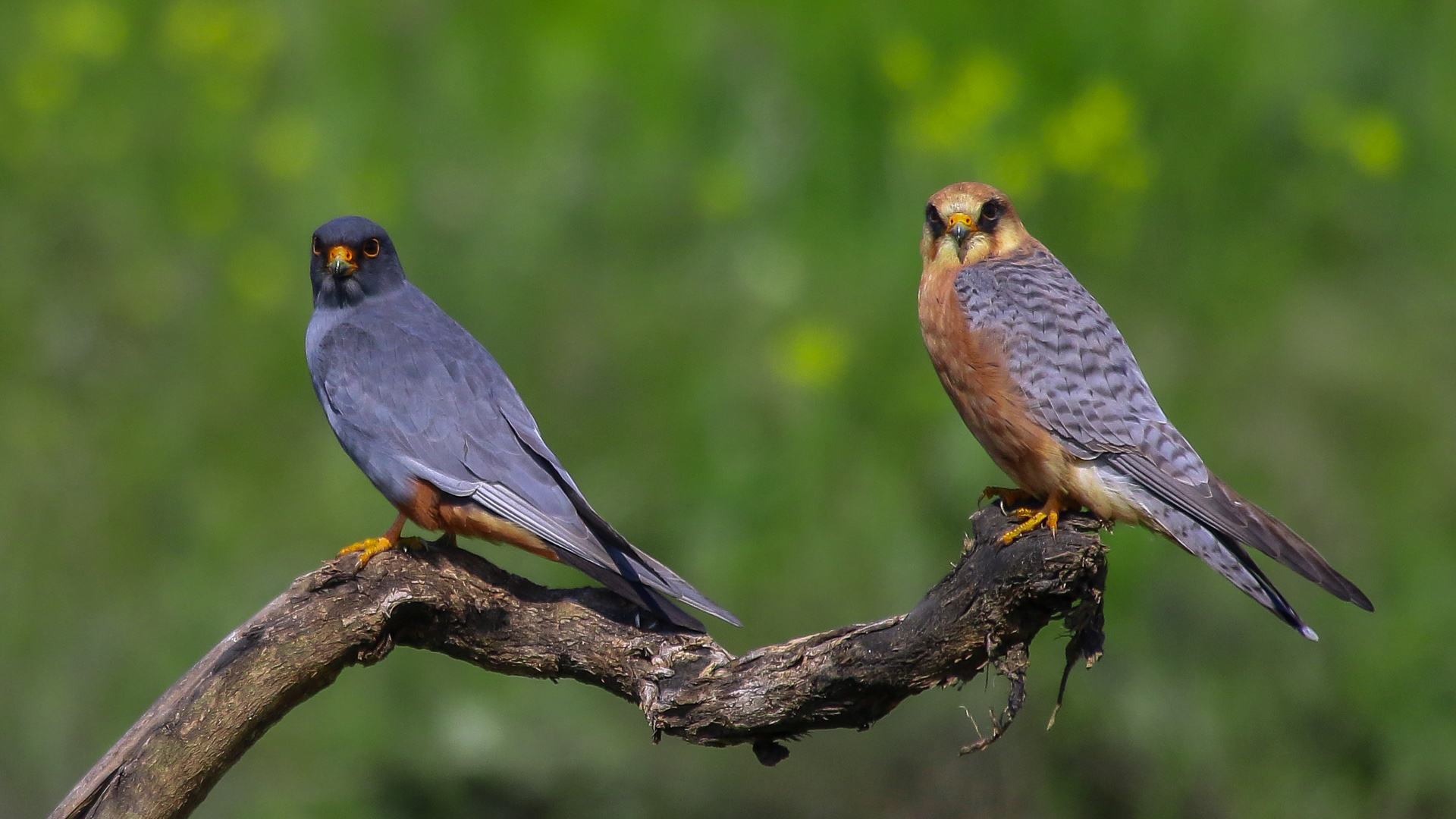 Ala doğan » Red-footed Falcon » Falco vespertinus