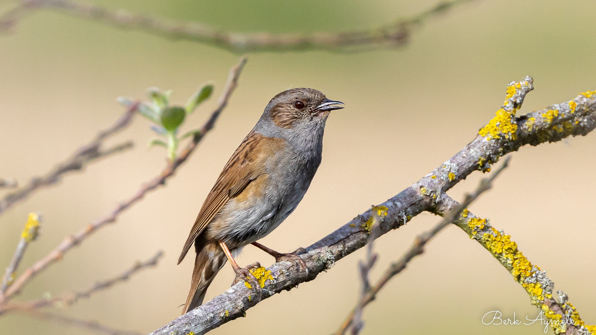 Dağbülbülü » Dunnock » Prunella modularis