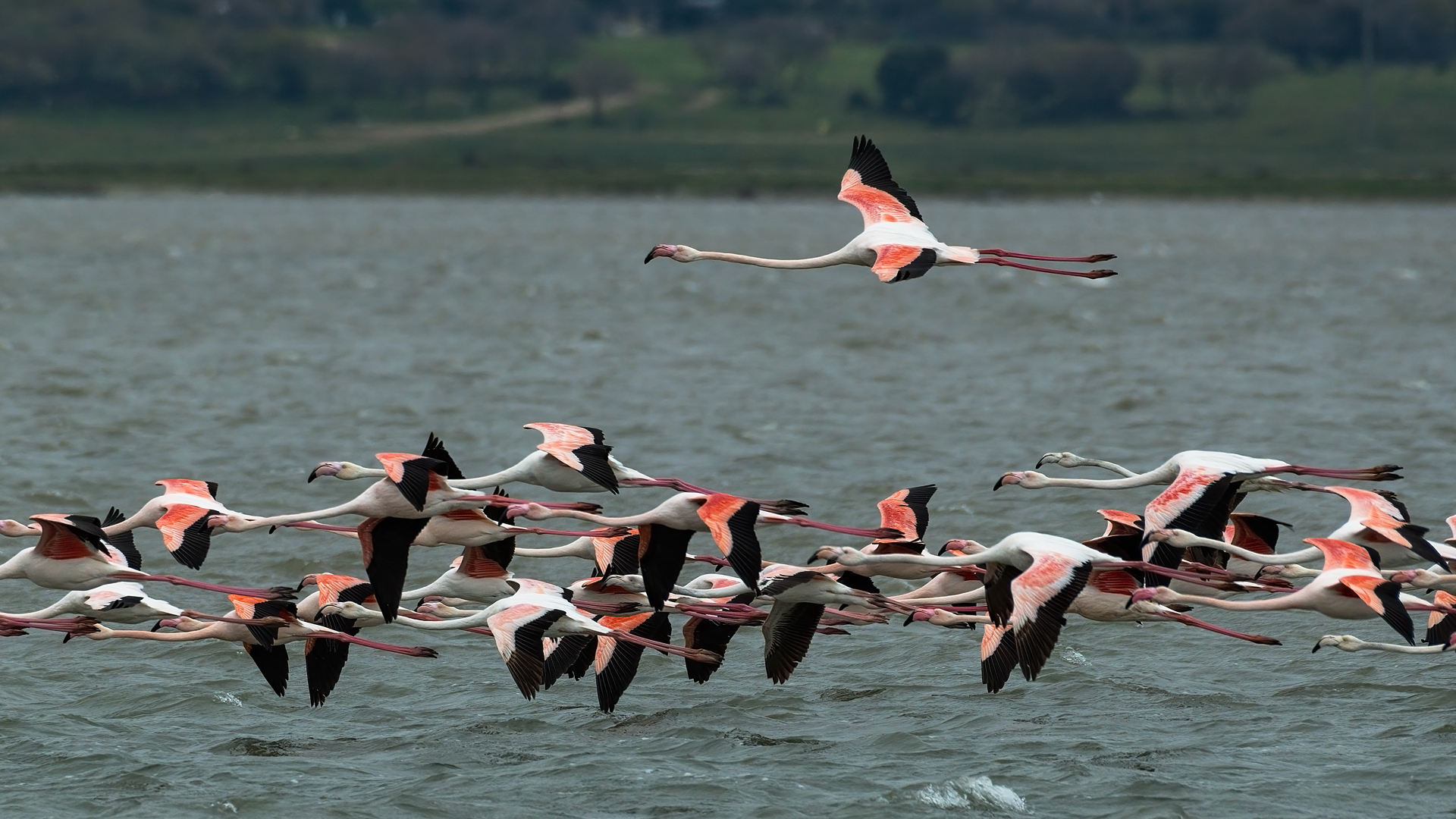 Flamingo