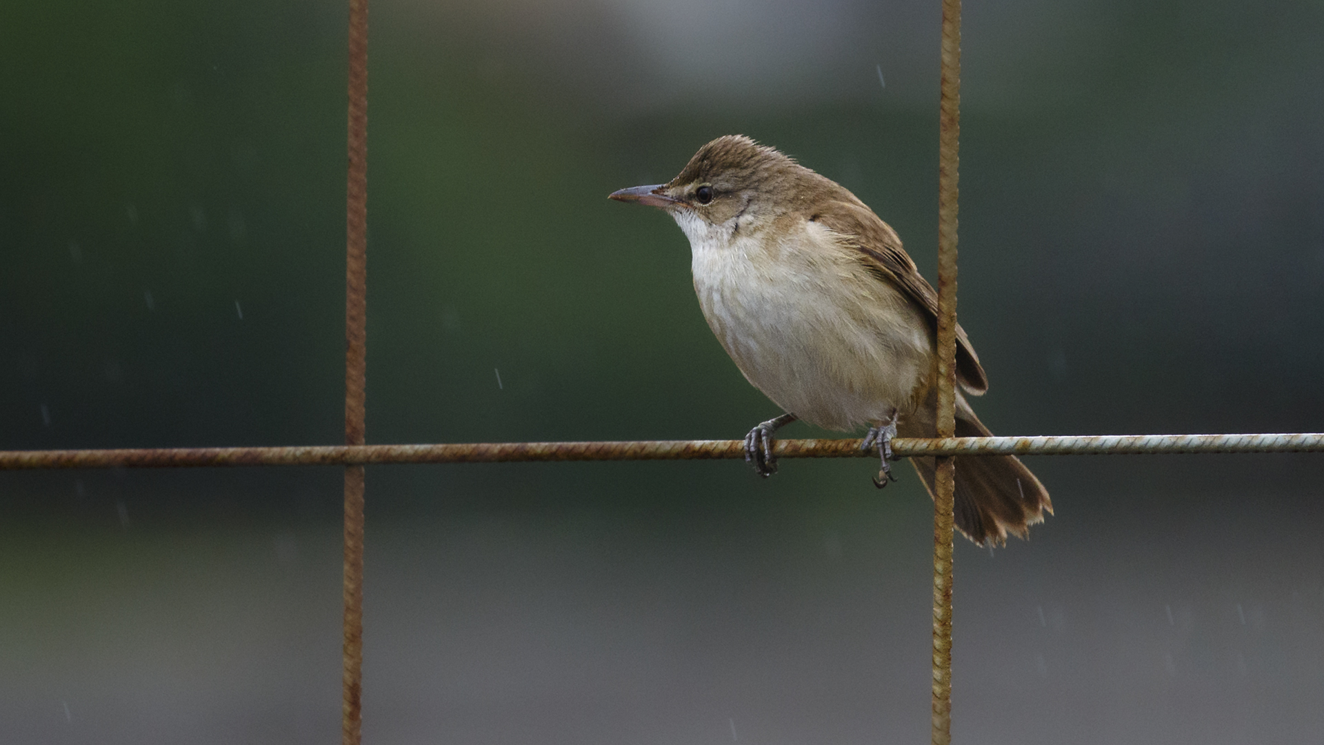 Büyük kamışçın » Great Reed Warbler » Acrocephalus arundinaceus