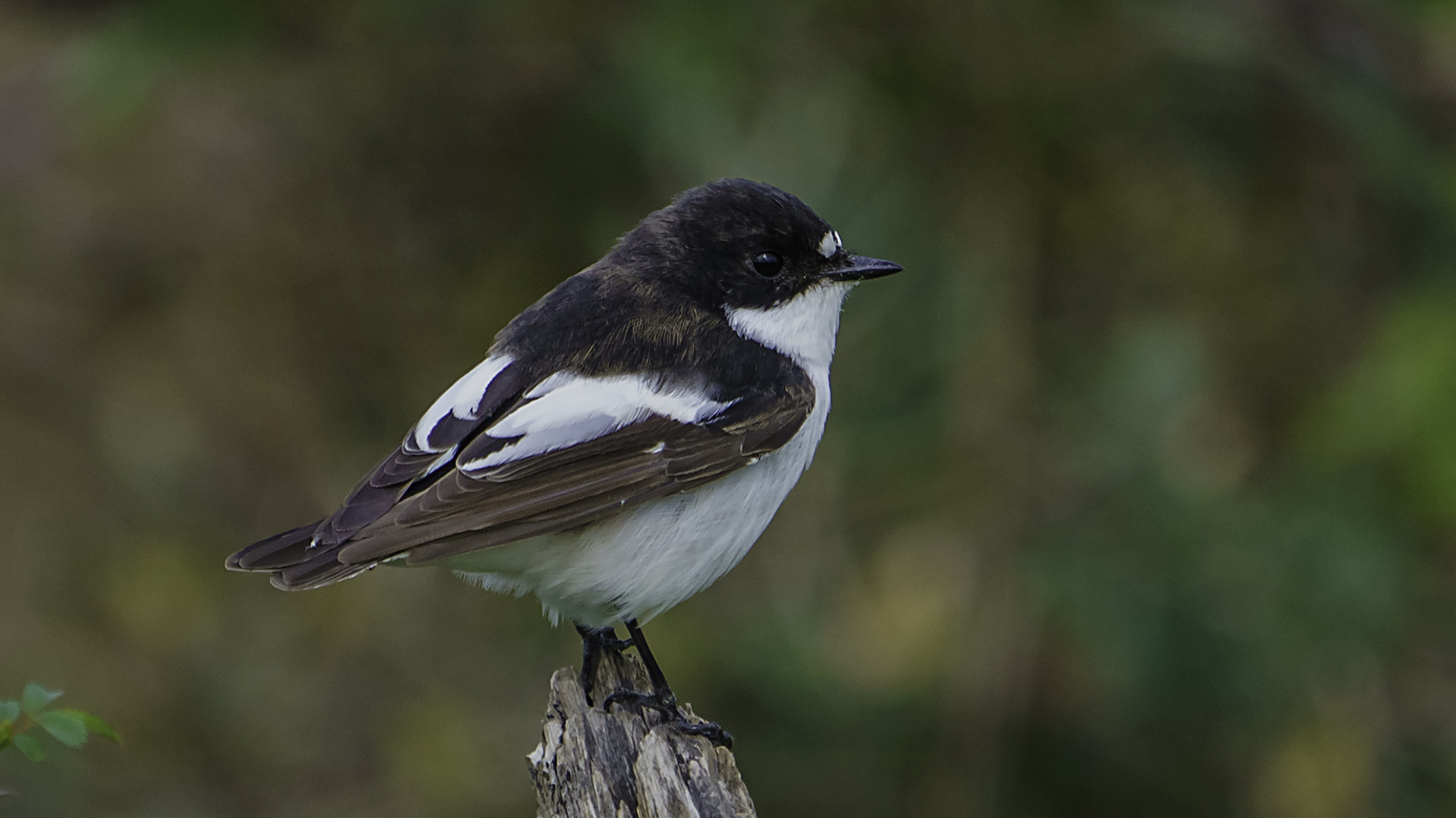 Kara sinekkapan » European Pied Flycatcher » Ficedula hypoleuca