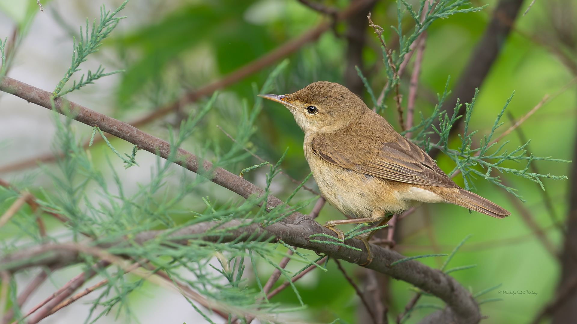 Saz kamışçını