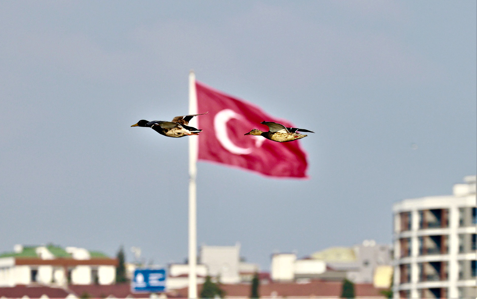 Yeşilbaş