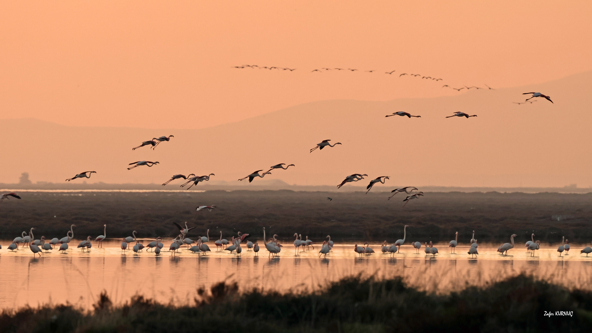 Flamingo