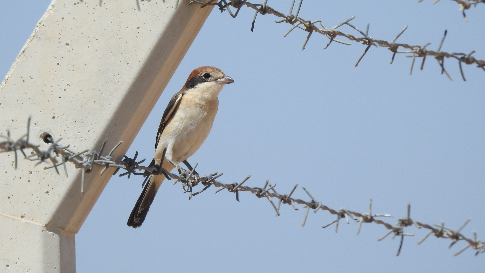 Kızılbaşlı örümcekkuşu » Woodchat Shrike » Lanius senator