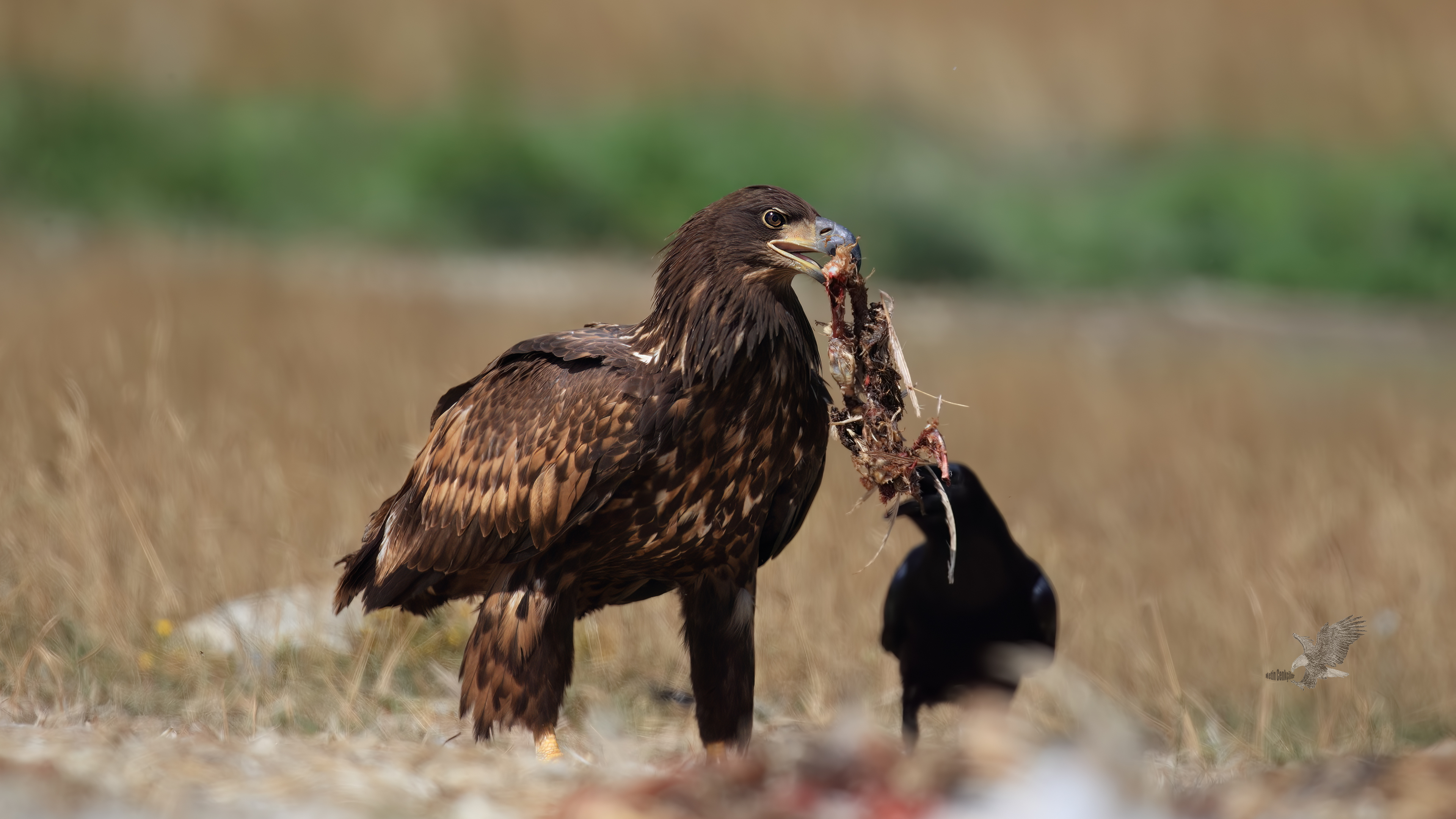 Akkuyruklu kartal