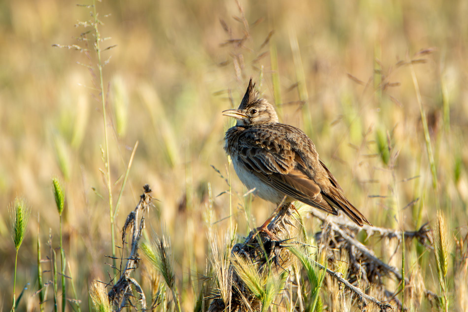 Tepeli toygar