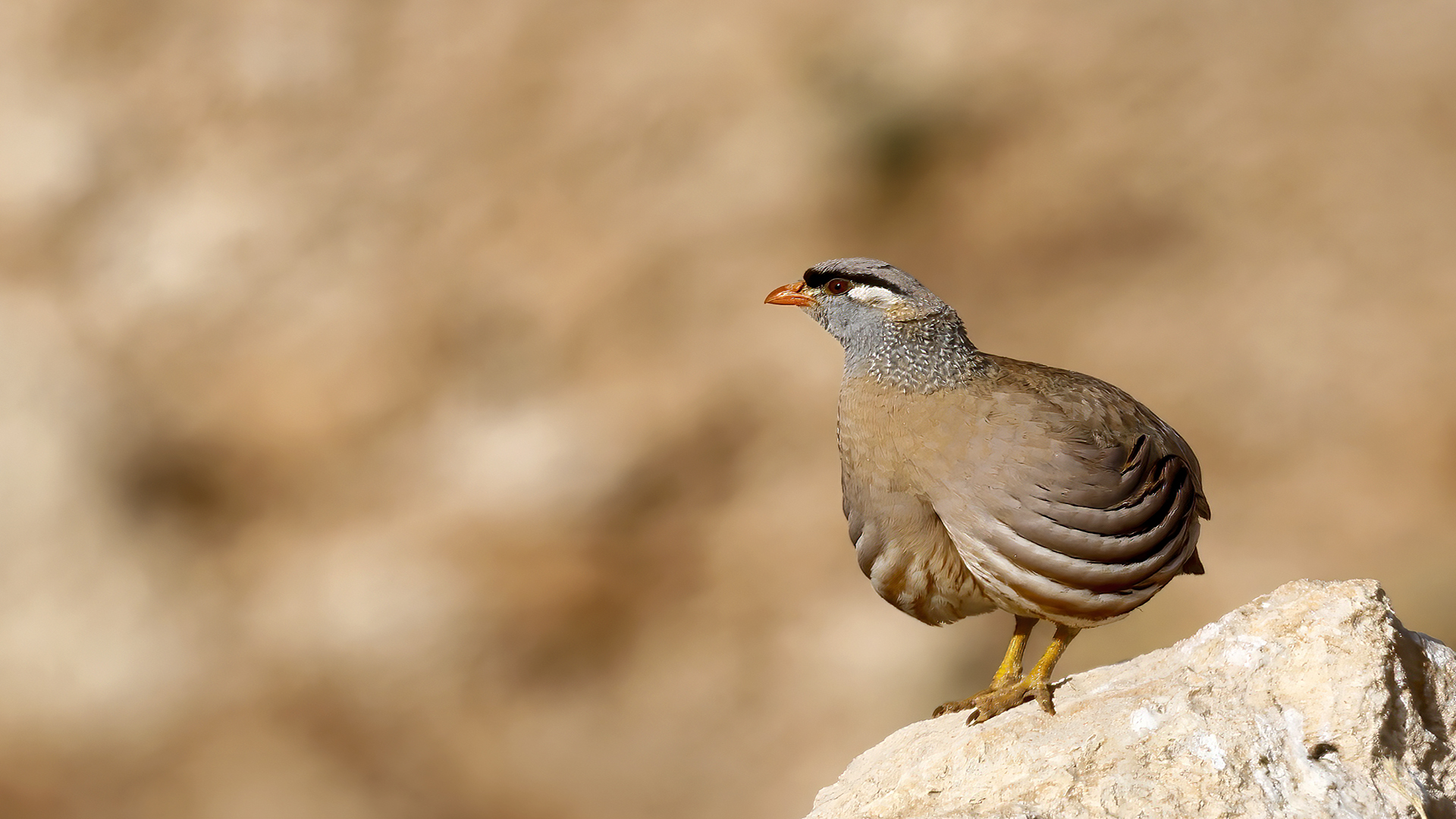 Kum kekliği » See-see Partridge » Ammoperdix griseogularis
