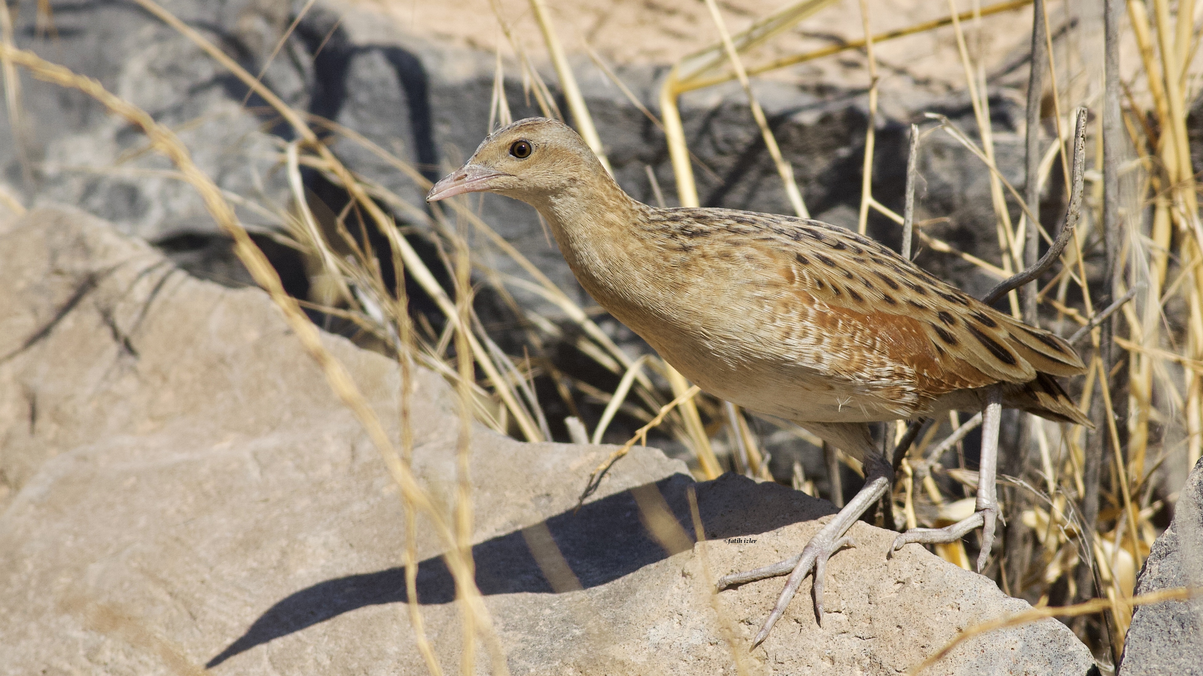 Bıldırcınkılavuzu » Corn Crake » Crex crex