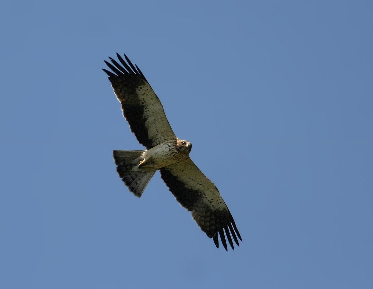 Küçük kartal