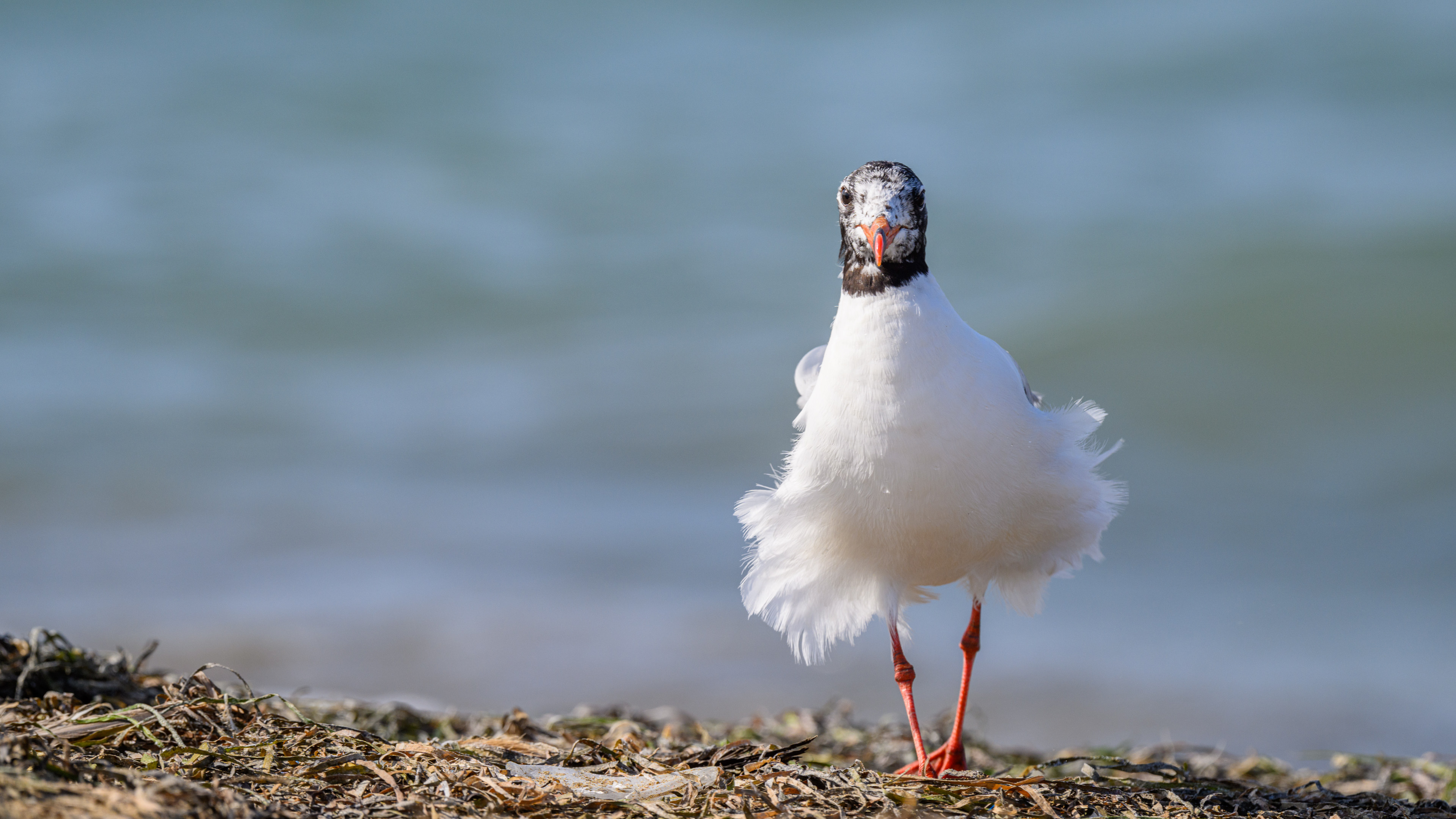 Akdeniz martısı » Mediterranean Gull » Ichthyaetus melanocephalus