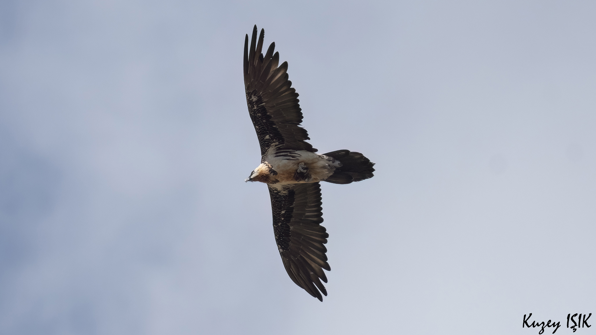 Sakallı akbaba » Bearded Vulture » Gypaetus barbatus