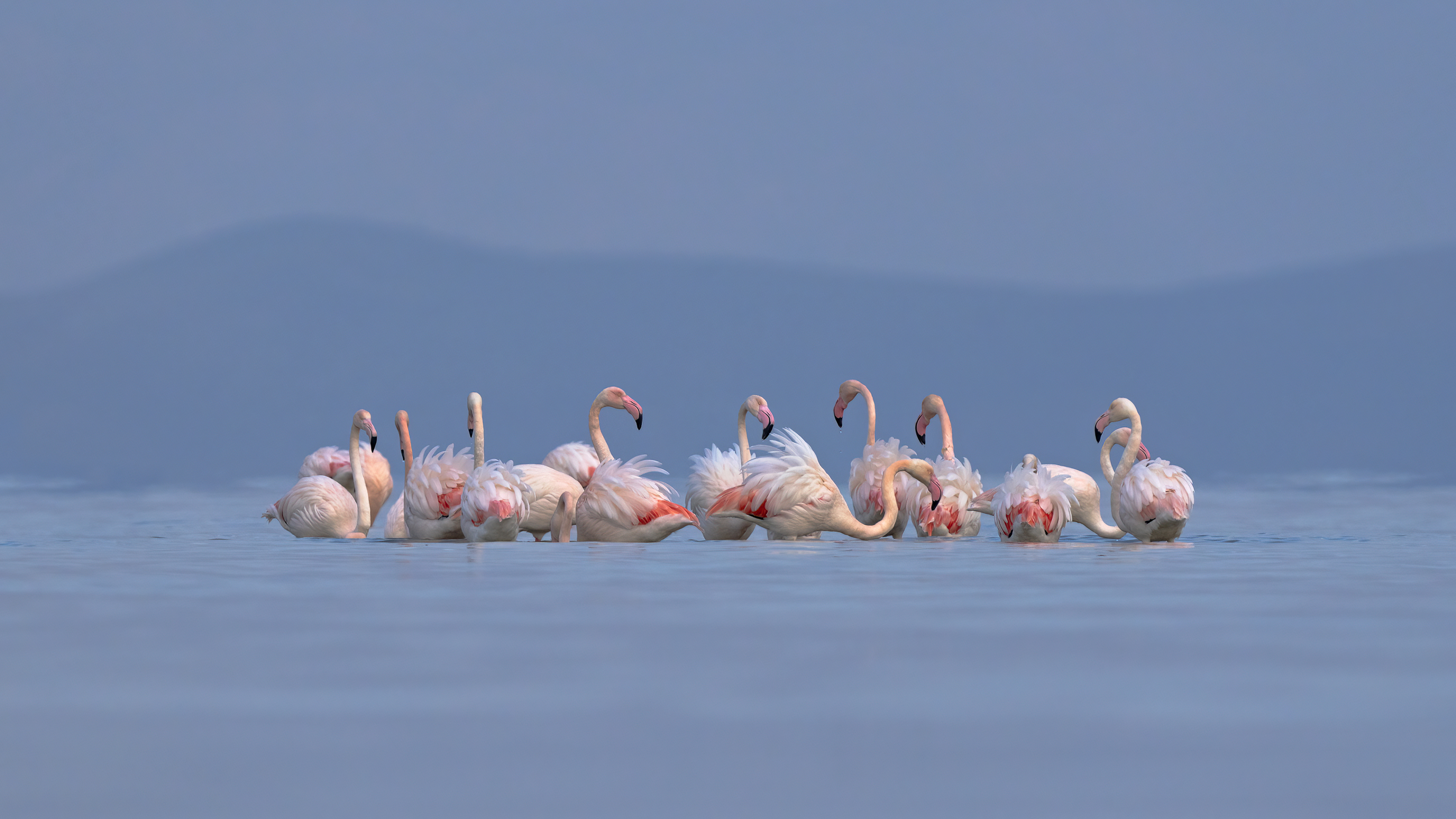 Flamingo
