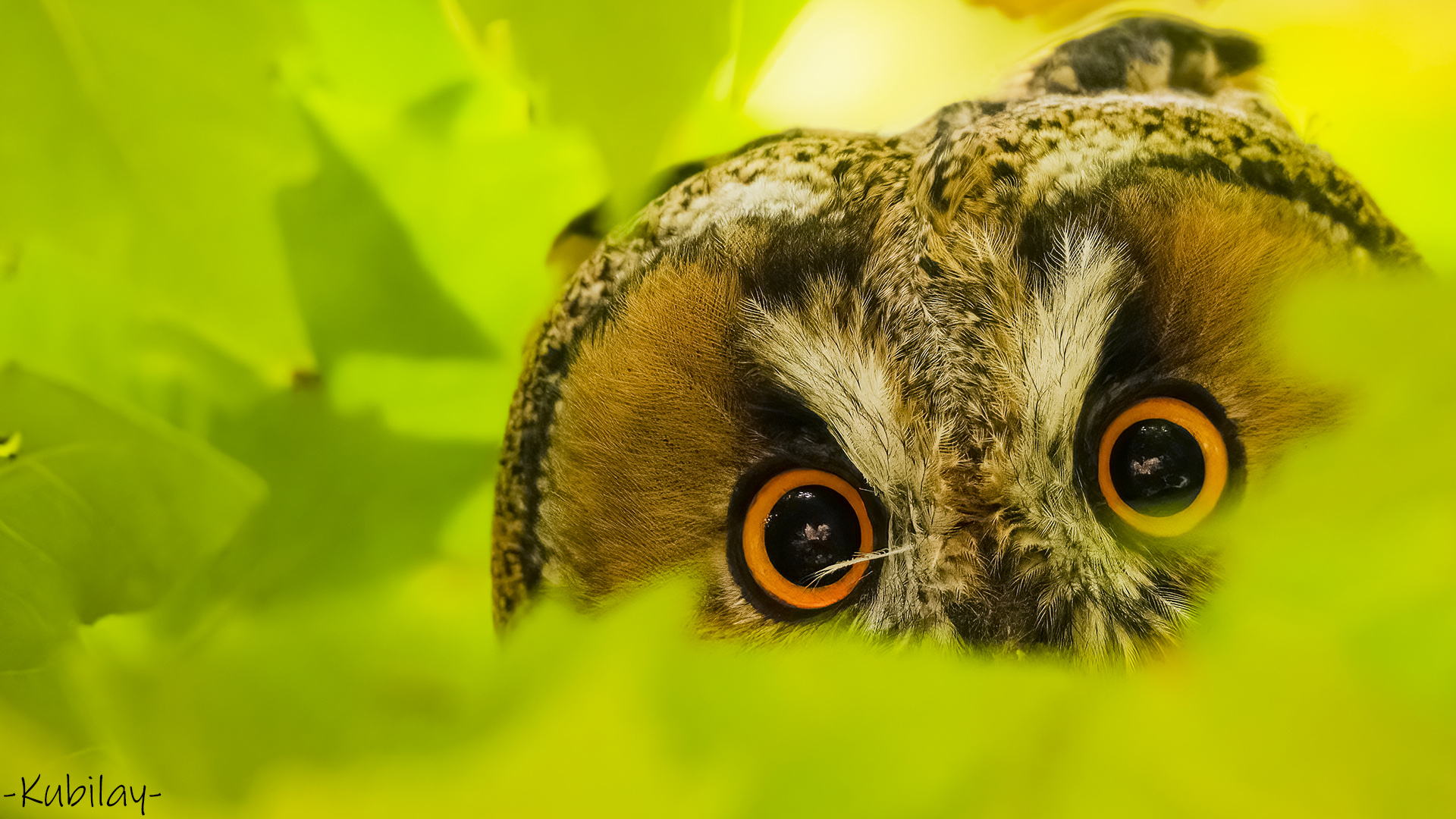 Kulaklı orman baykuşu » Long-eared Owl » Asio otus