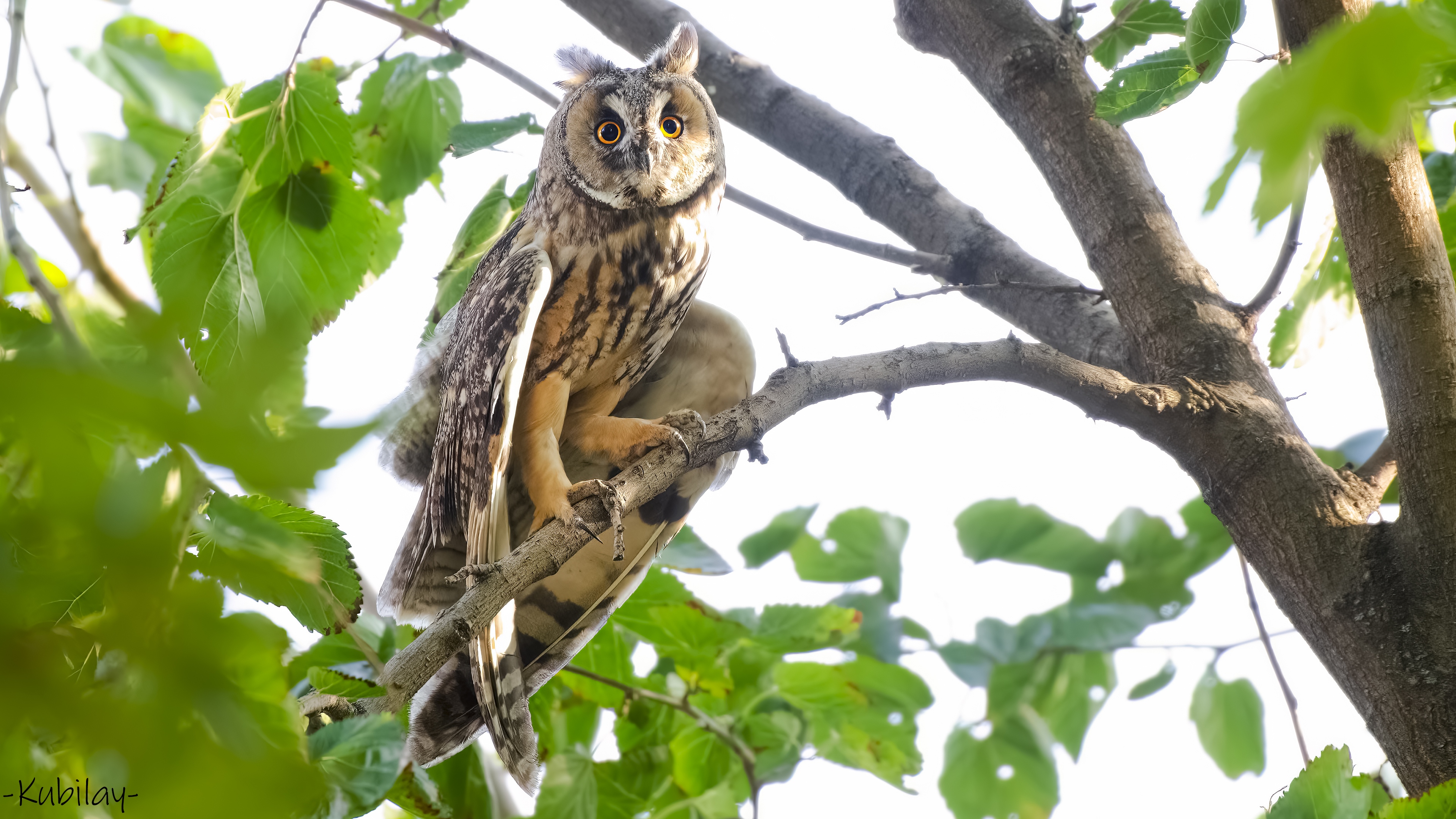 Kulaklı orman baykuşu » Long-eared Owl » Asio otus