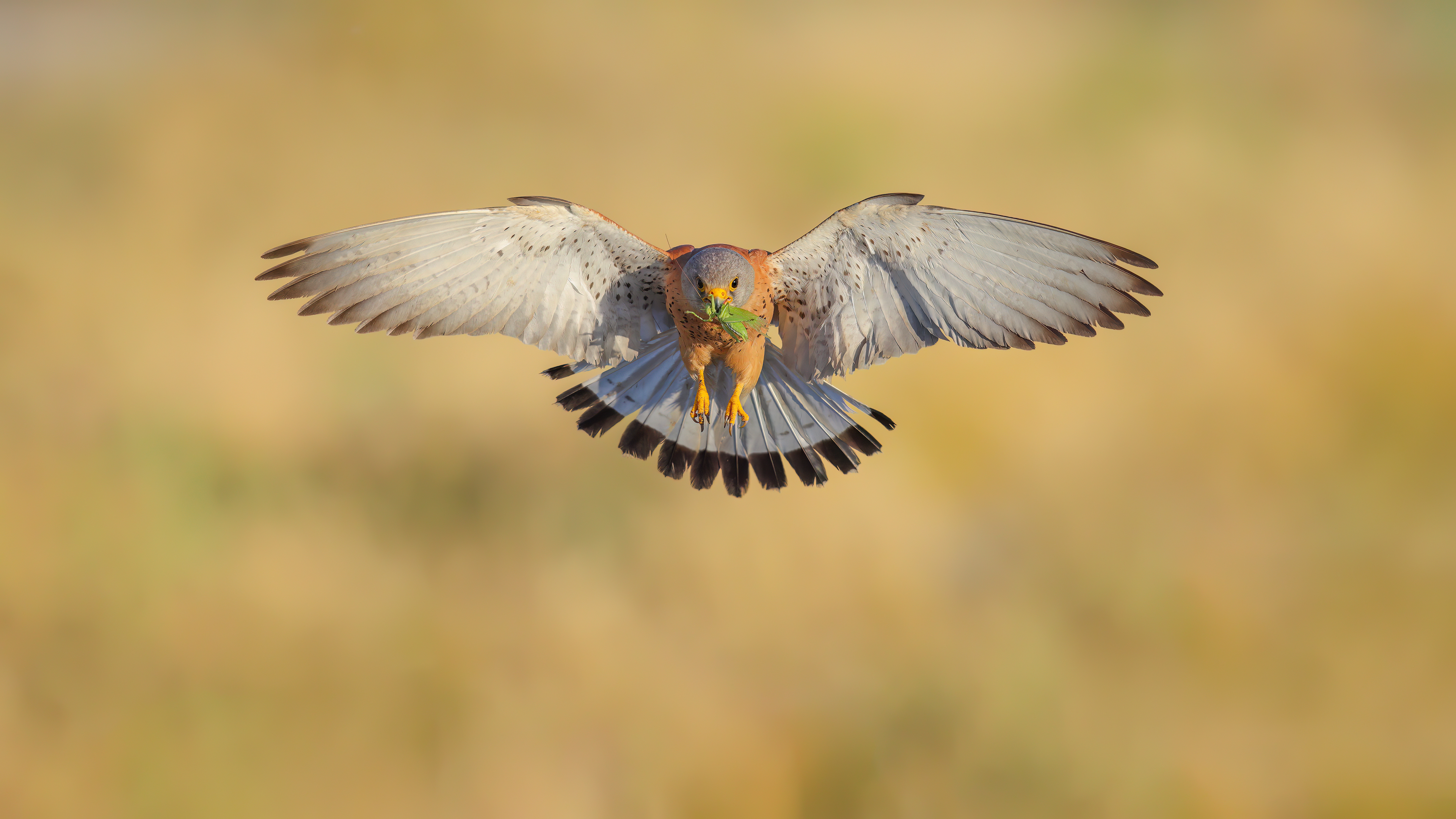 Küçük kerkenez » Lesser Kestrel » Falco naumanni