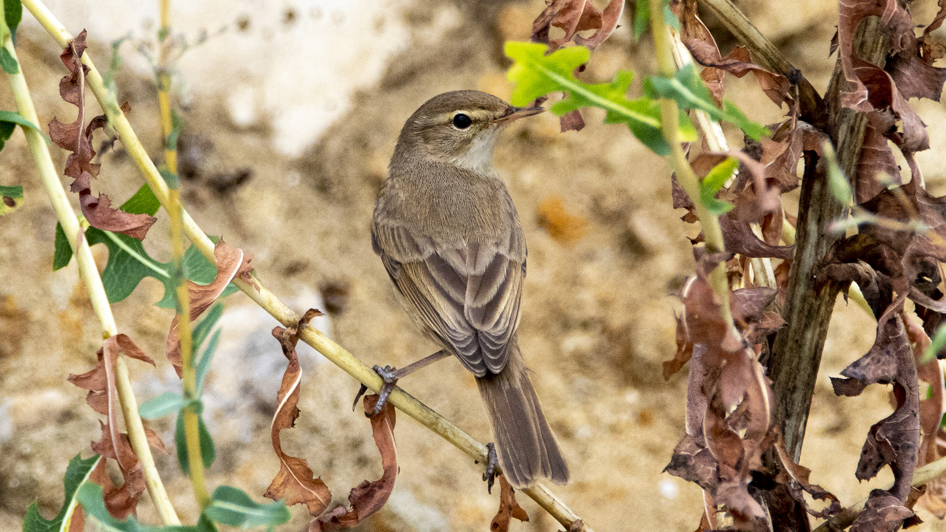 Küçük mukallit » Booted Warbler » Iduna caligata