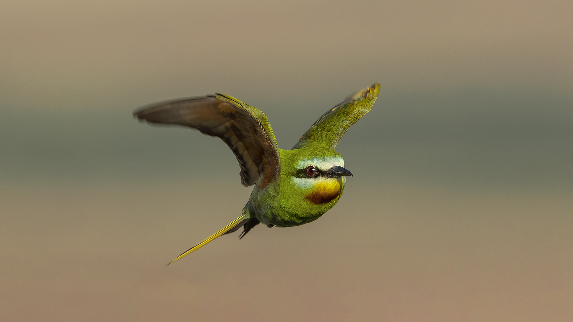 Yeşil arıkuşu » Blue-cheeked Bee-eater » Merops persicus