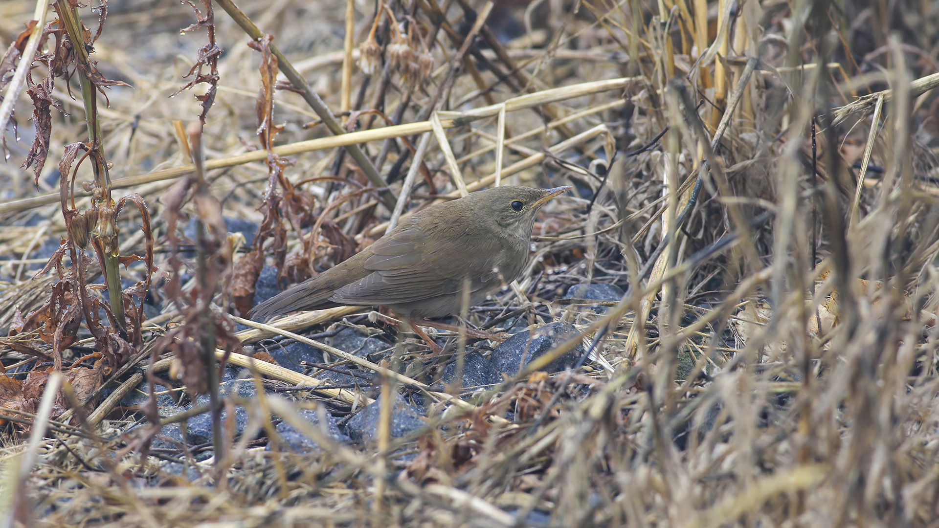Ağaç kamışçını » River Warbler » Locustella fluviatilis