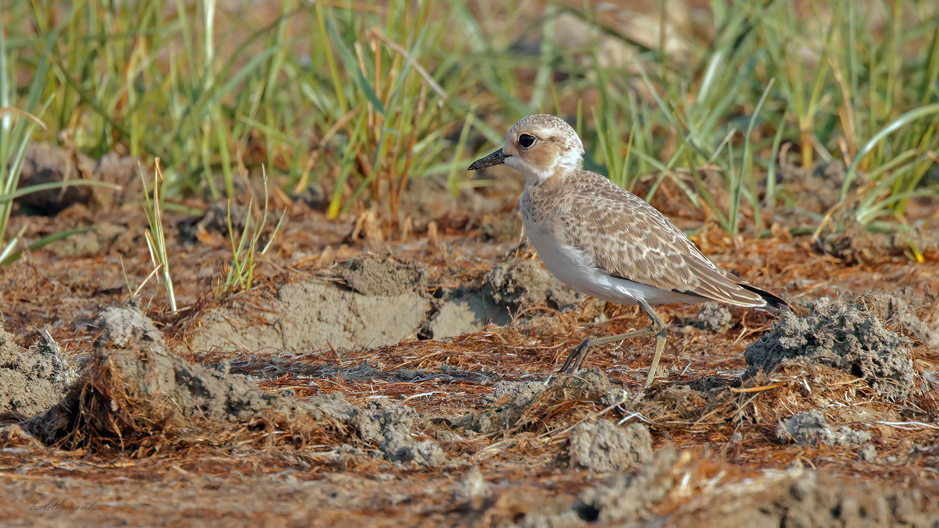 Büyük cılıbıt » Greater Sand Plover » Anarhynchus leschenaultii