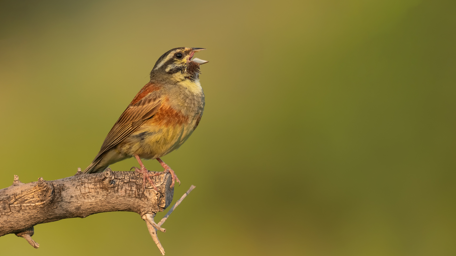 Bahçe kirazkuşu » Cirl Bunting » Emberiza cirlus
