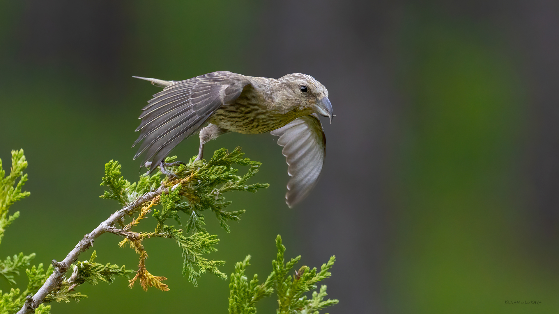 Çaprazgaga » Red Crossbill » Loxia curvirostra