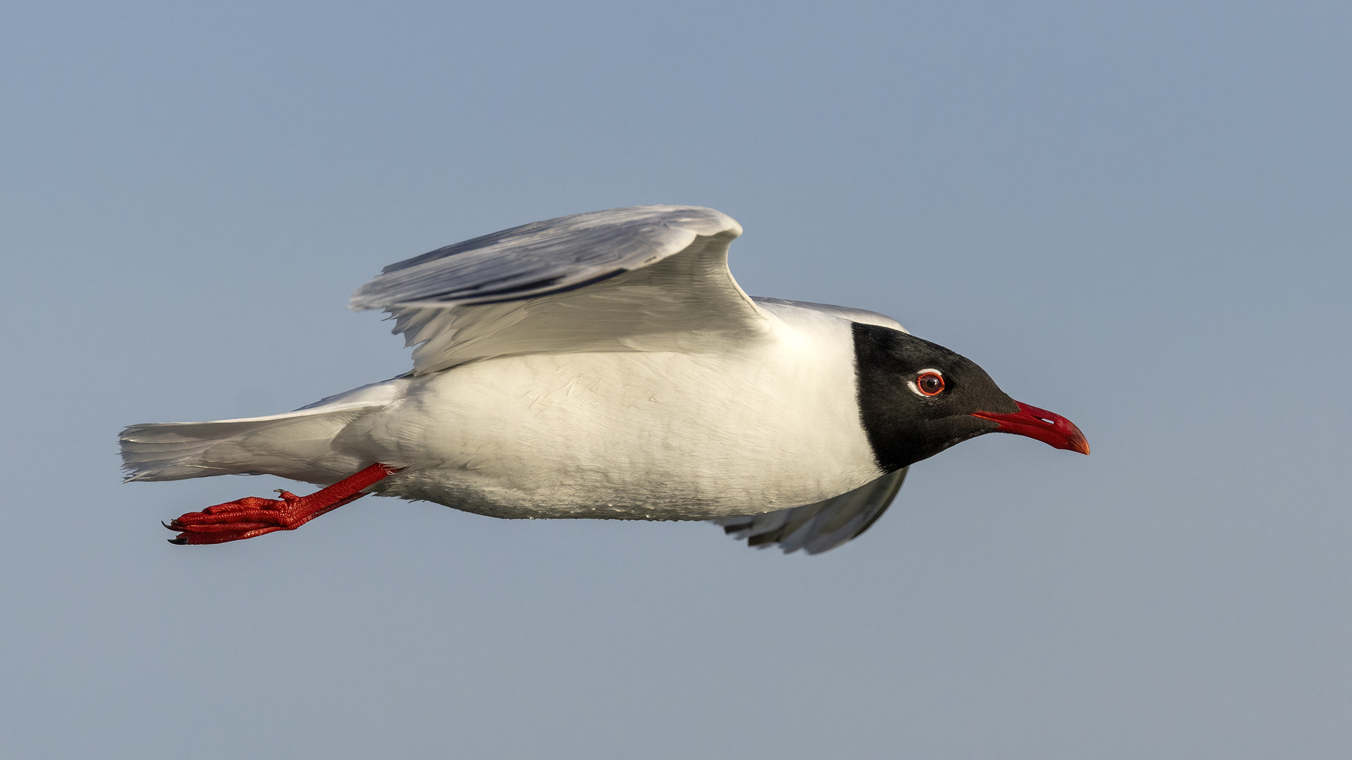 Akdeniz martısı » Mediterranean Gull » Ichthyaetus melanocephalus