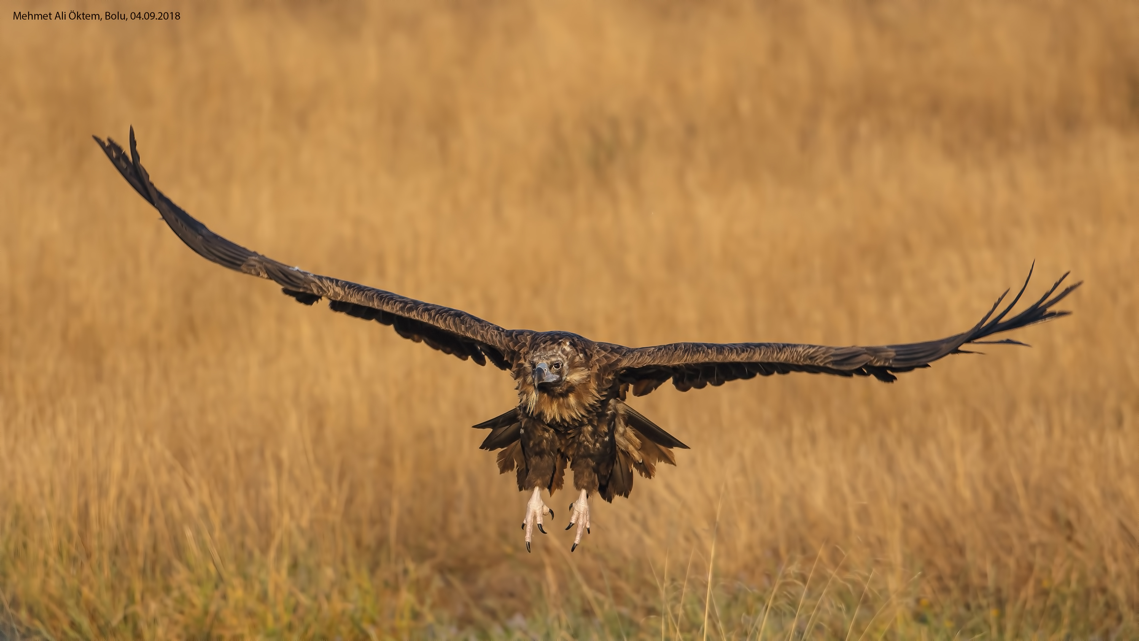 Kara akbaba » Cinereous Vulture » Aegypius monachus