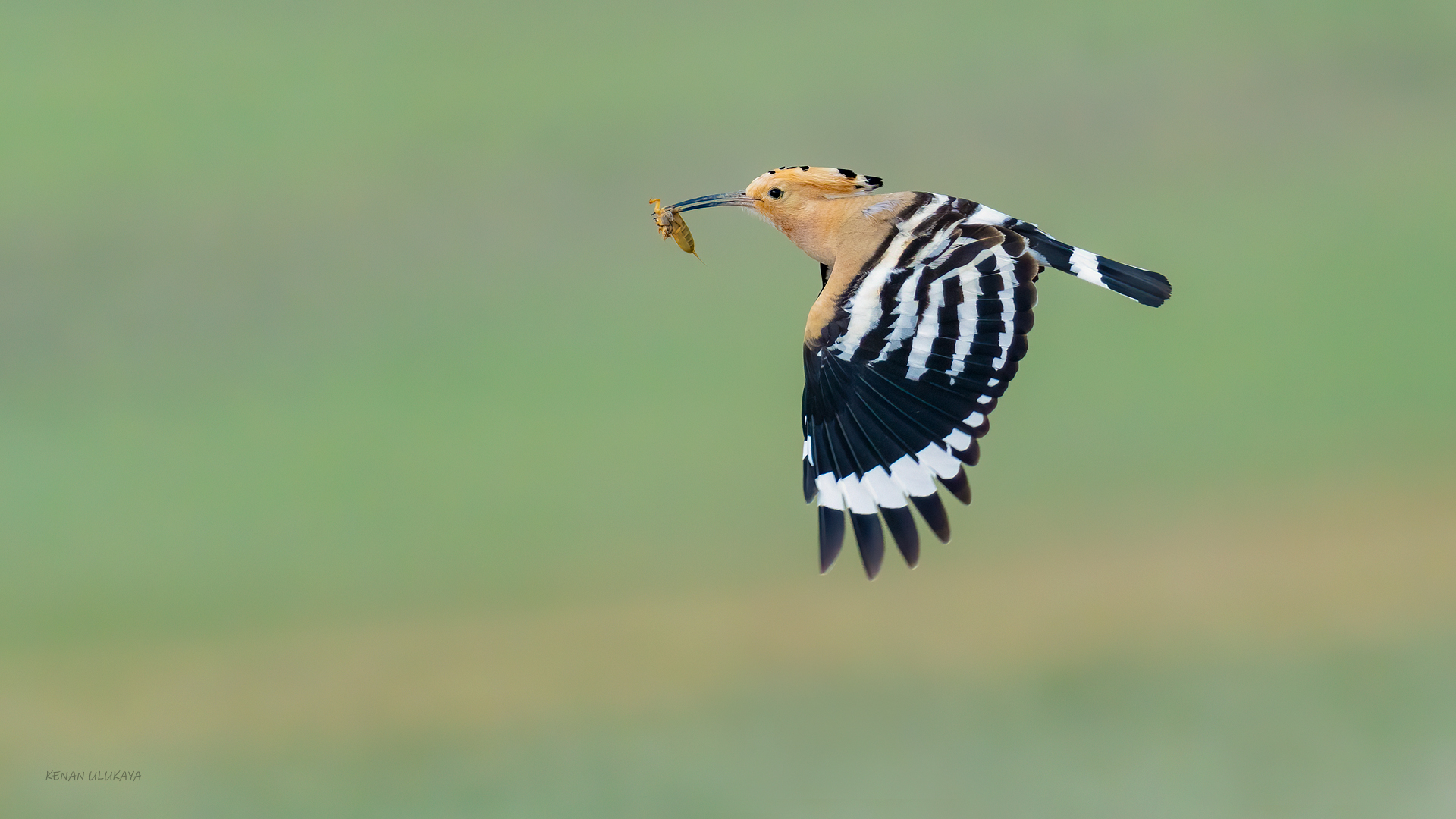 İbibik » Eurasian Hoopoe » Upupa epops