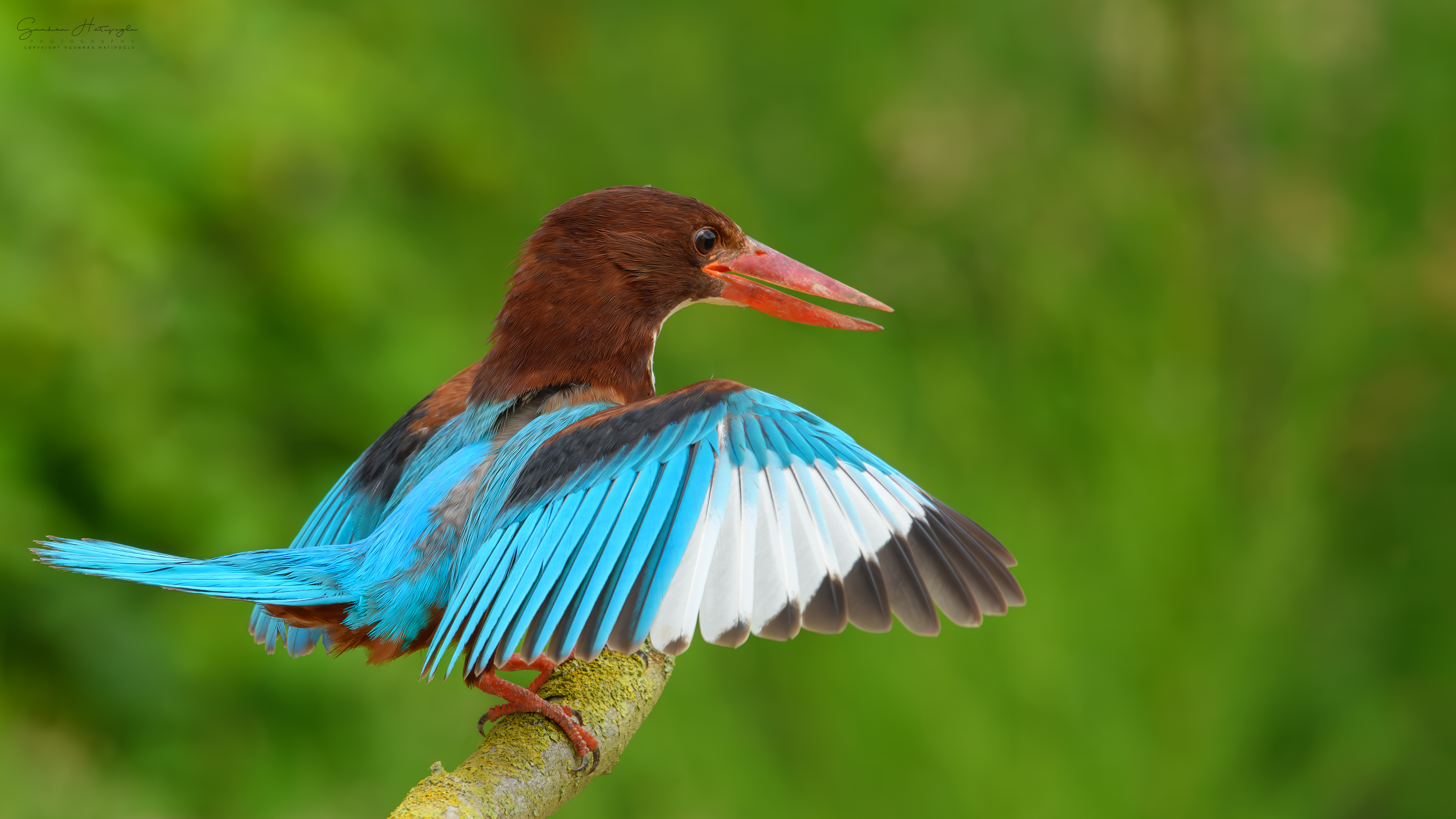 İzmir yalıçapkını » White-throated Kingfisher » Halcyon smyrnensis