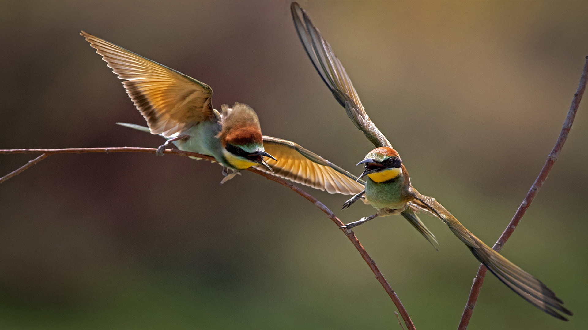 Arıkuşu » European Bee-eater » Merops apiaster