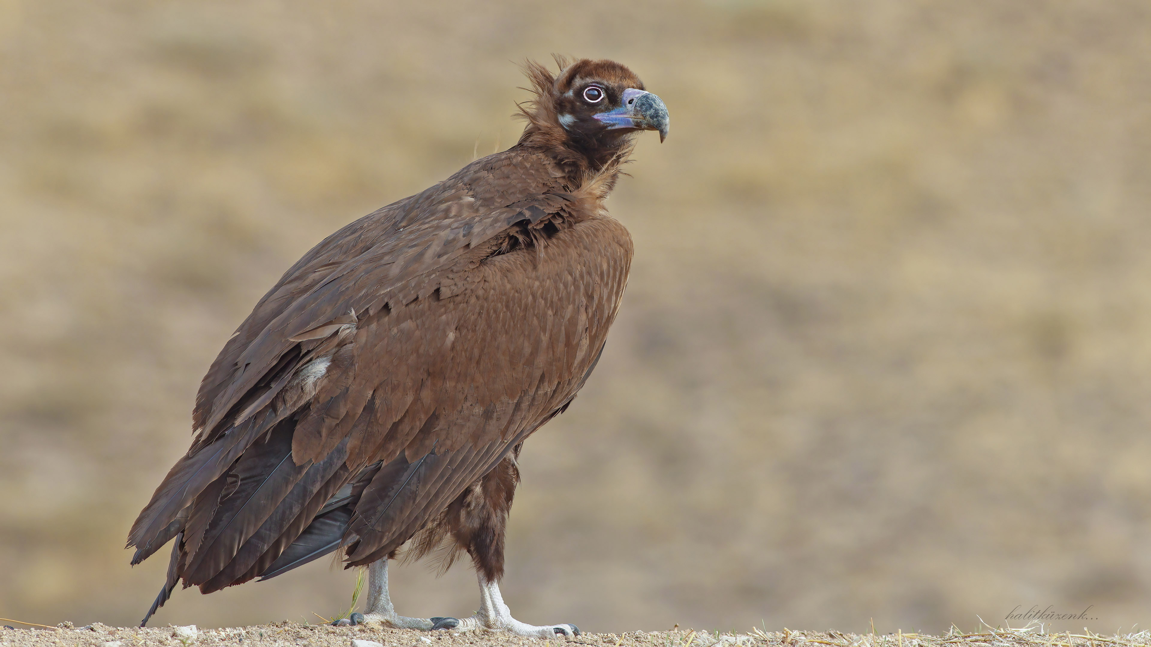 Kara akbaba » Cinereous Vulture » Aegypius monachus