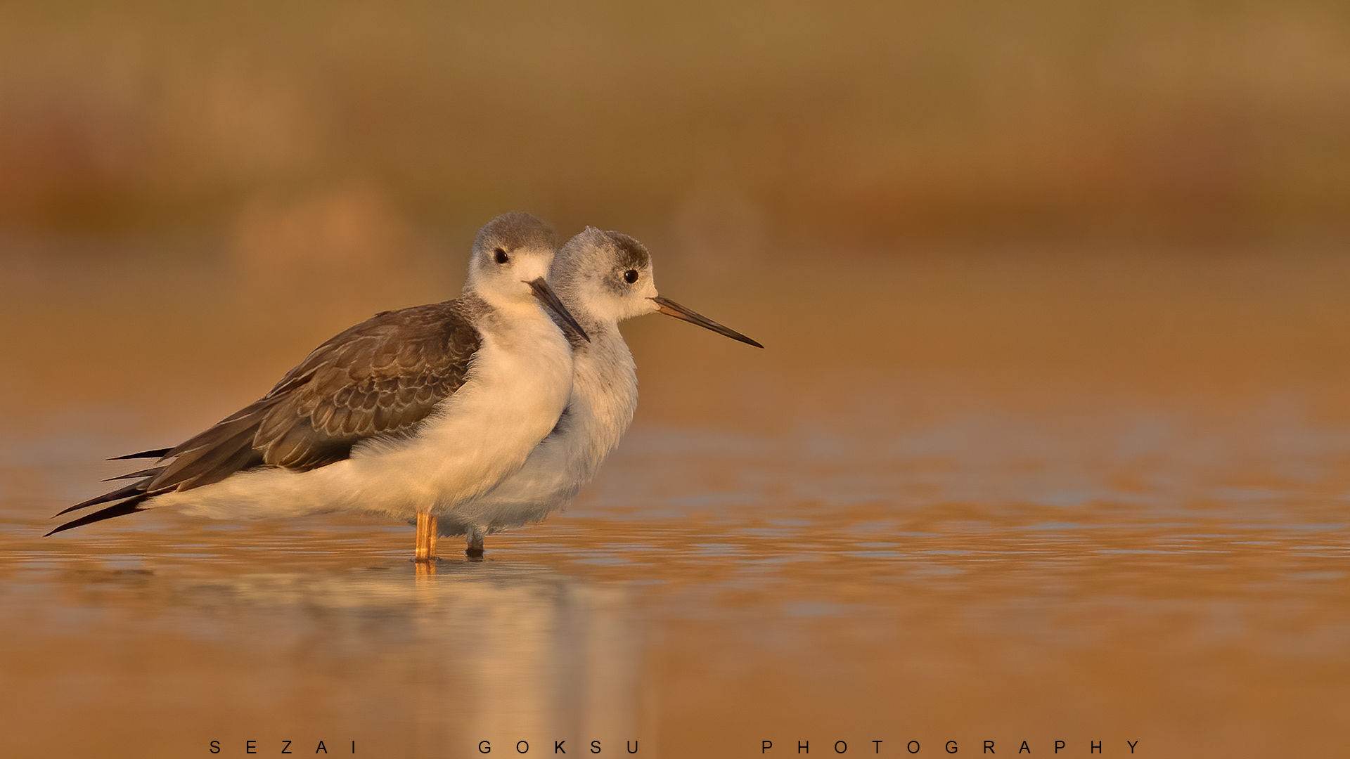 Uzunbacak » Black-winged Stilt » Himantopus himantopus