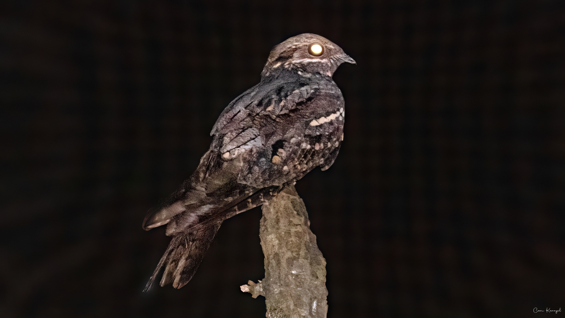 Çobanaldatan » European Nightjar » Caprimulgus europaeus
