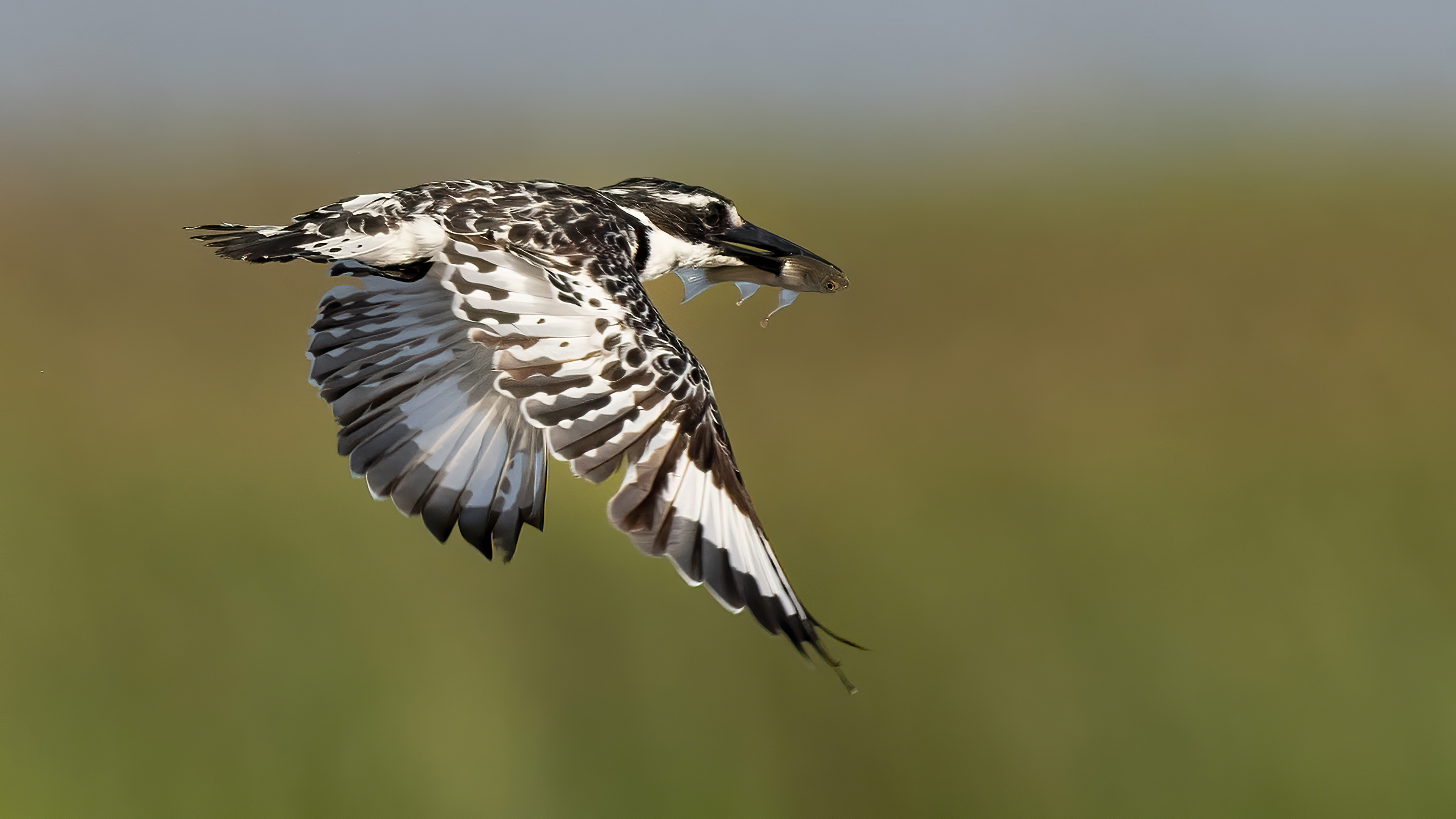 Alaca yalıçapkını » Pied Kingfisher » Ceryle rudis