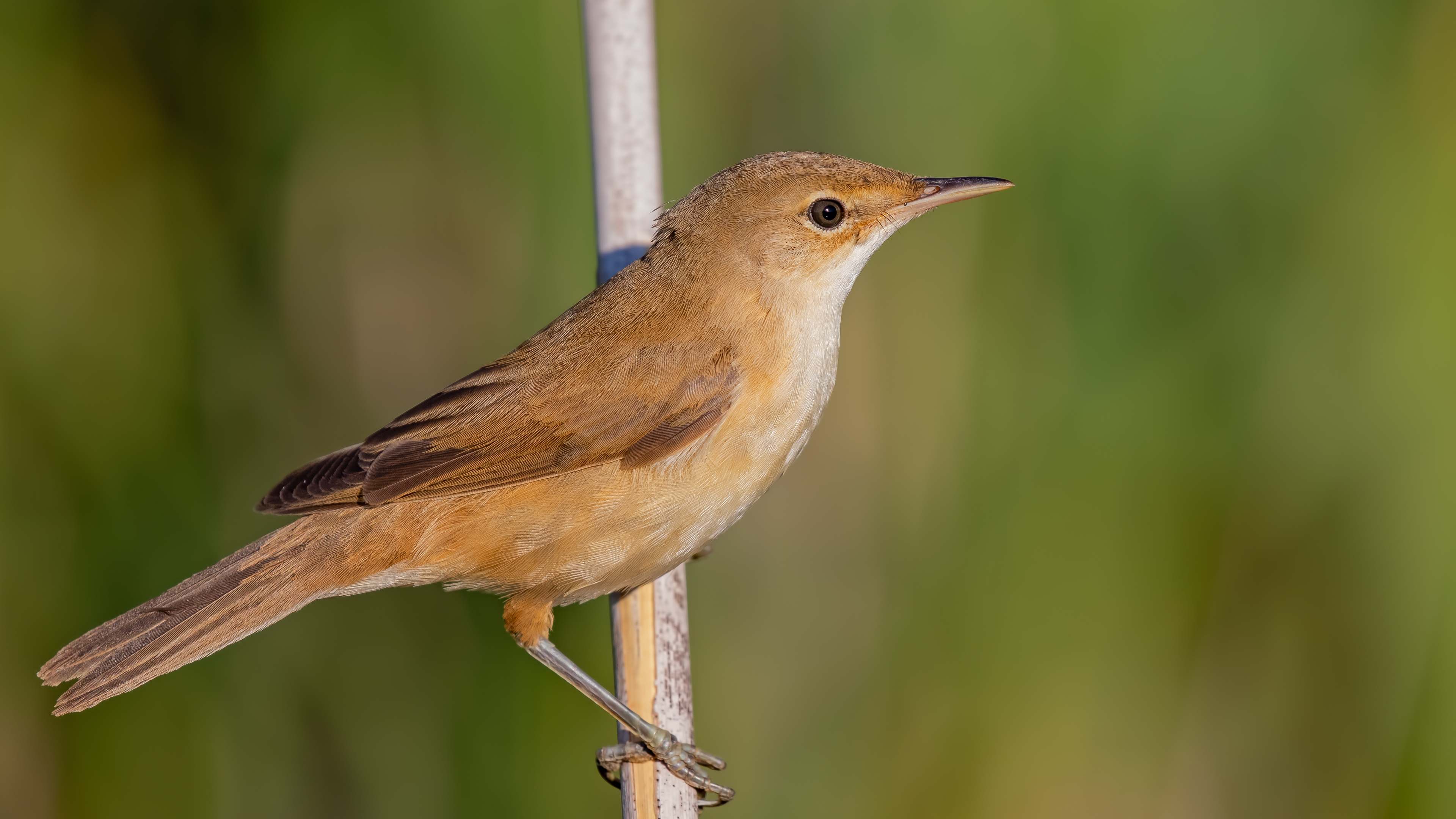 Saz kamışçını » Common Reed Warbler » Acrocephalus scirpaceus