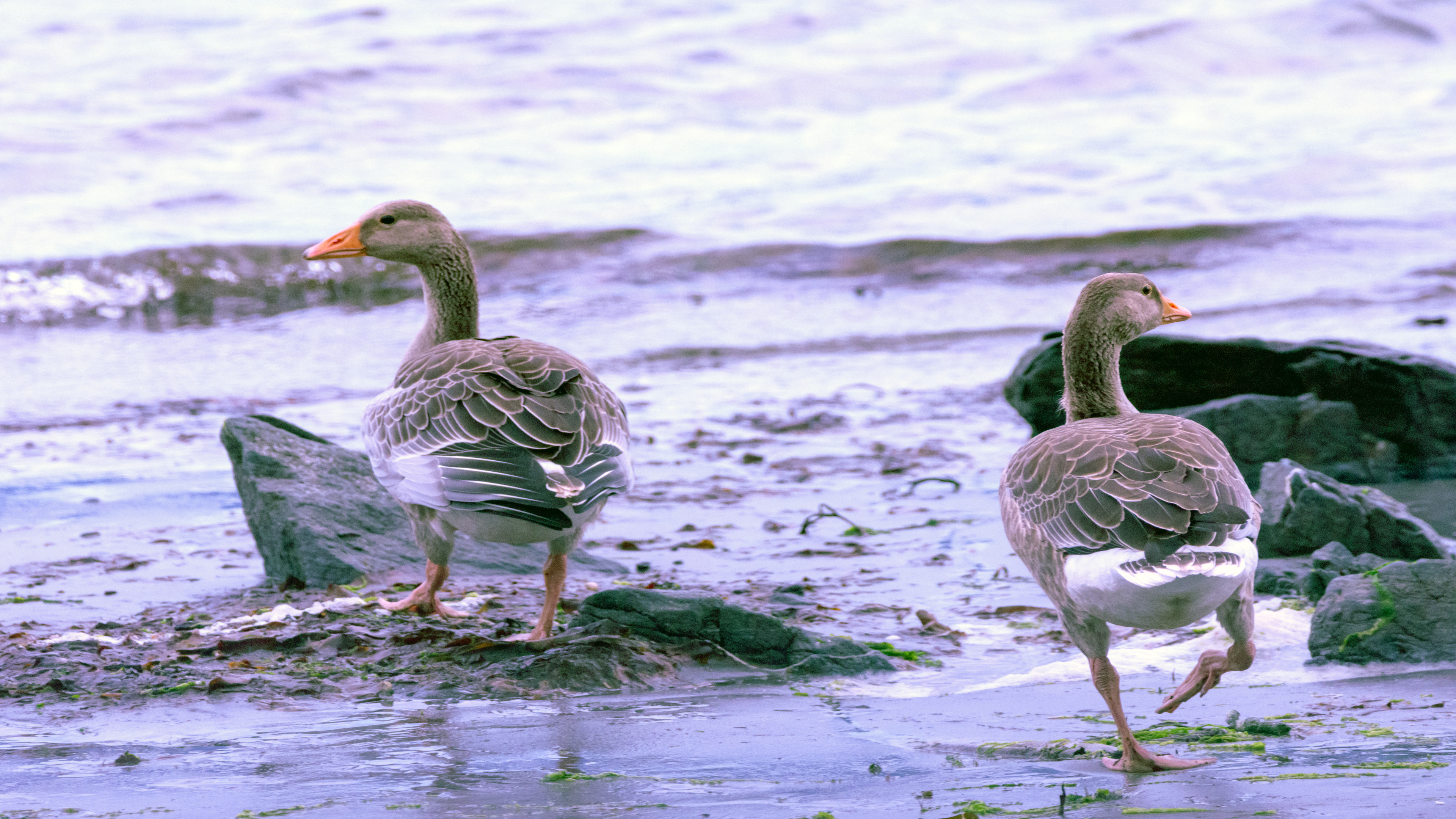 Boz kaz » Greylag Goose » Anser anser