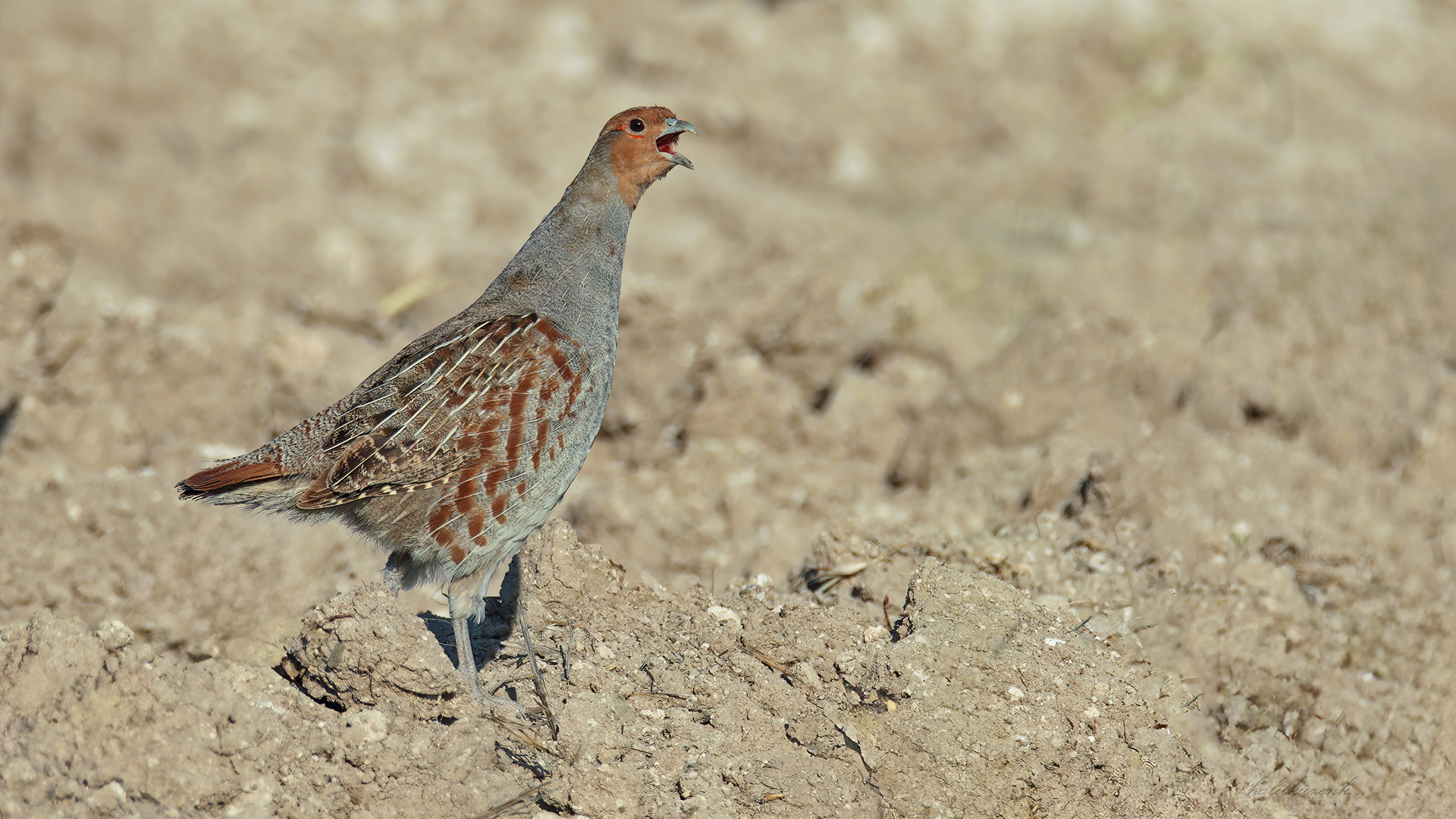 Çilkeklik » Grey Partridge » Perdix perdix