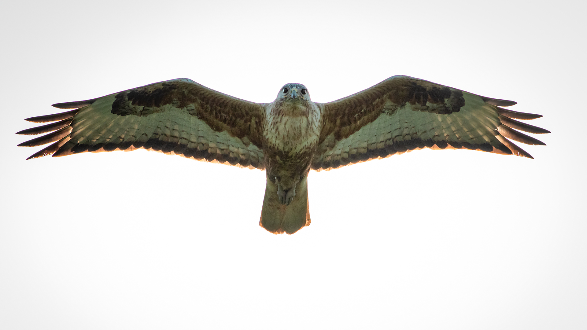 Kızıl şahin » Long-legged Buzzard » Buteo rufinus