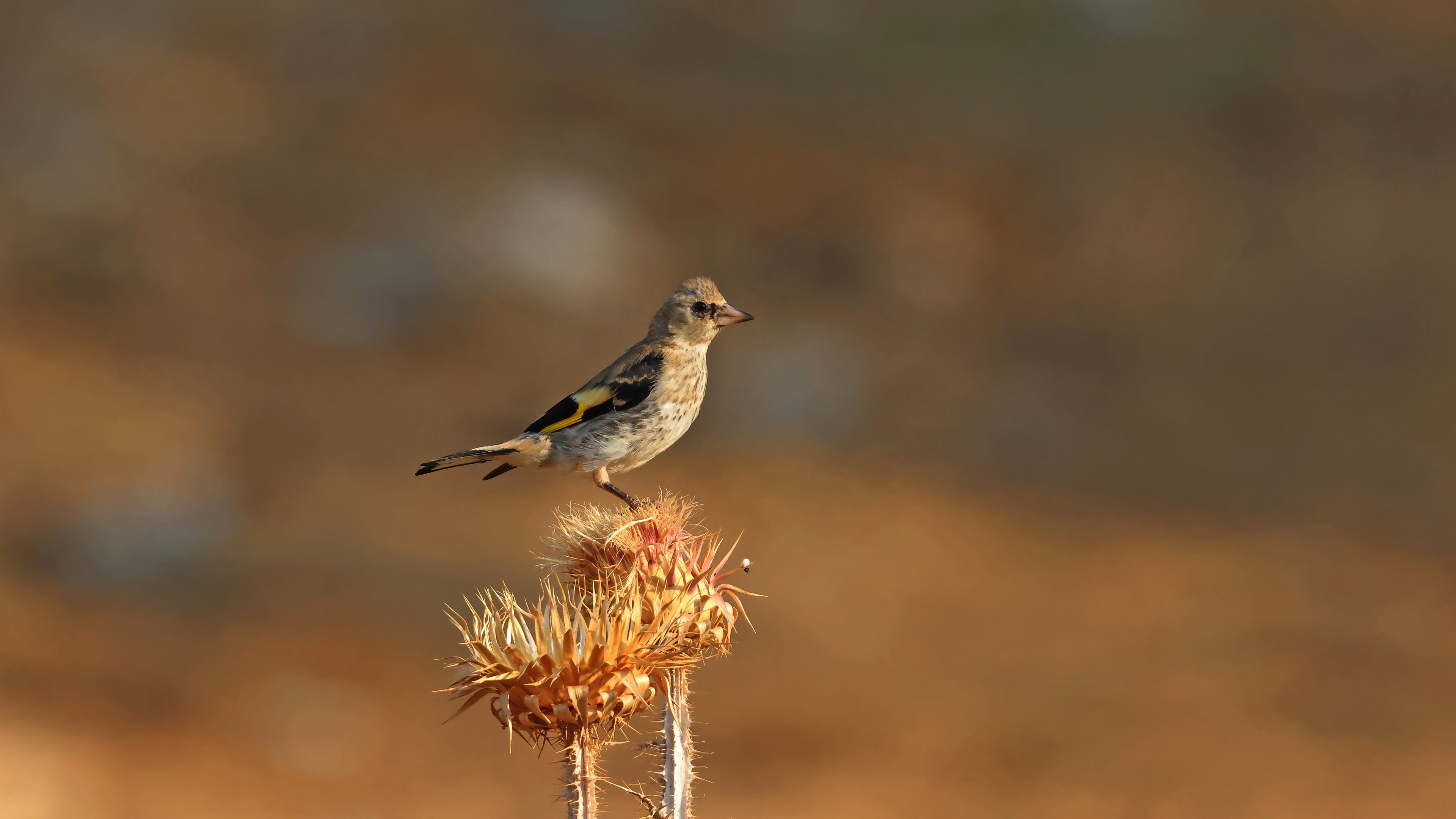 Saka » European Goldfinch » Carduelis carduelis