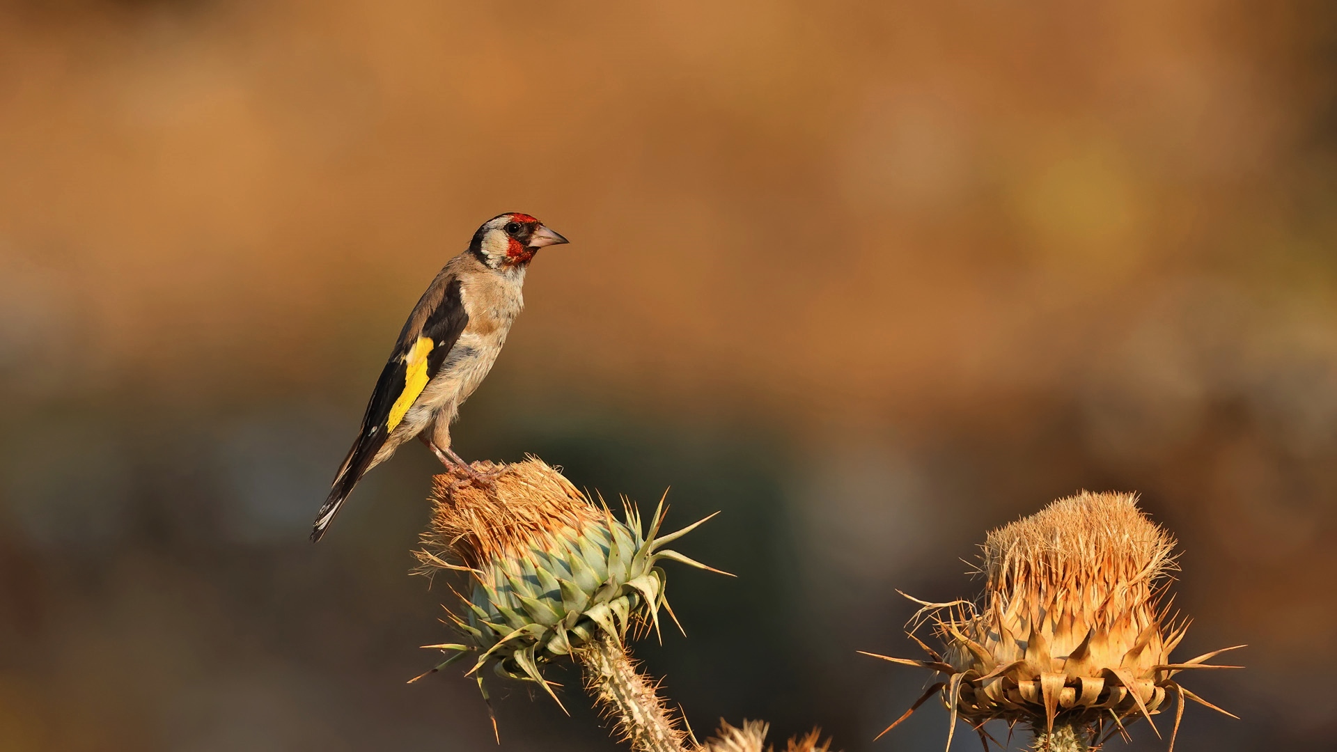 Saka » European Goldfinch » Carduelis carduelis