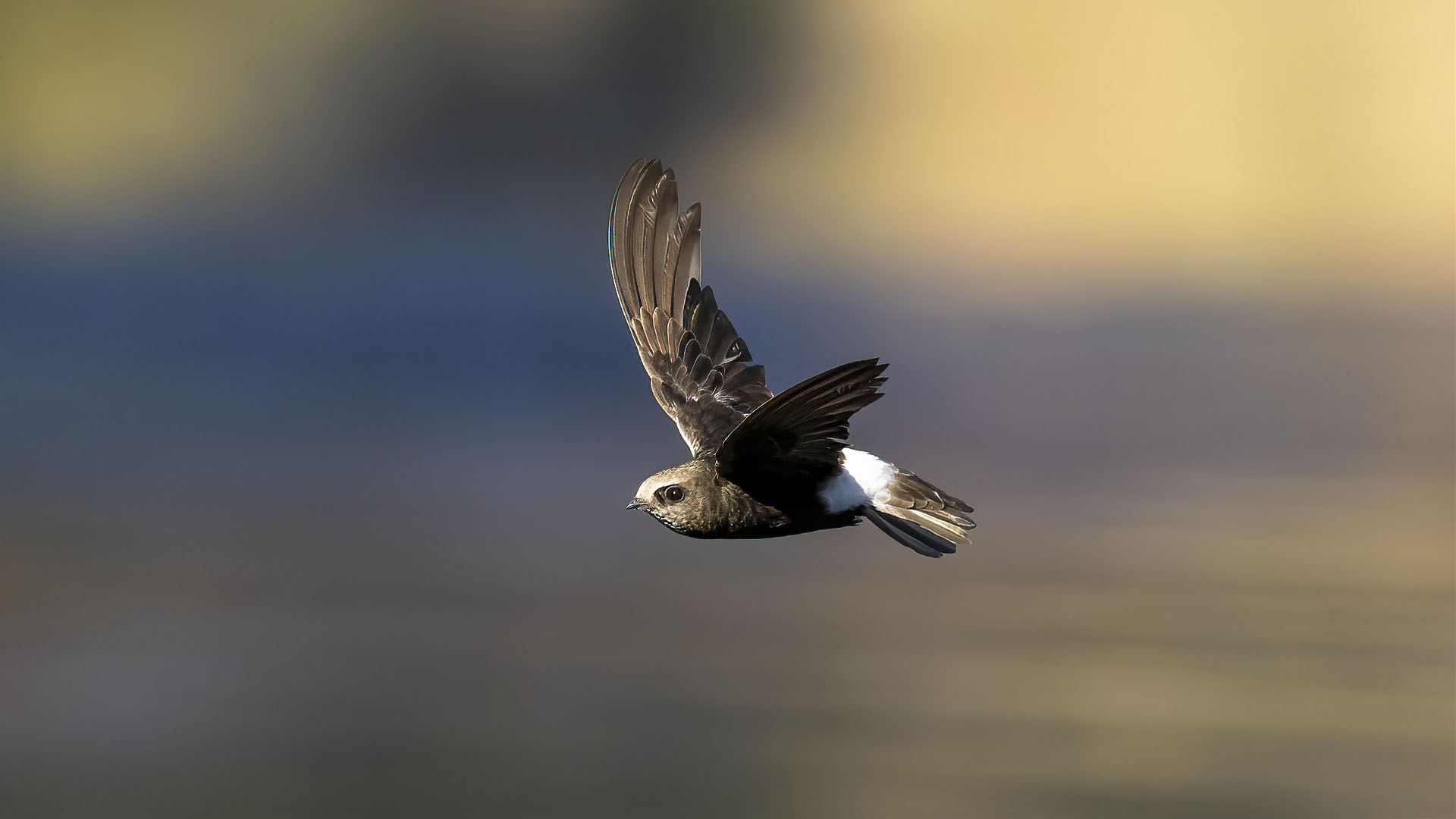 Küçük ebabil » Little Swift » Apus affinis