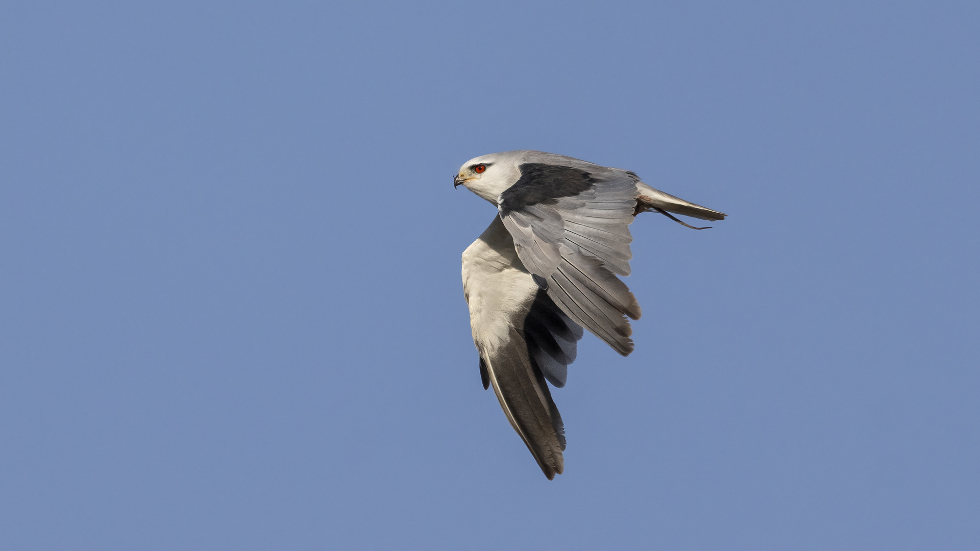 Ak çaylak » Black-winged Kite » Elanus caeruleus
