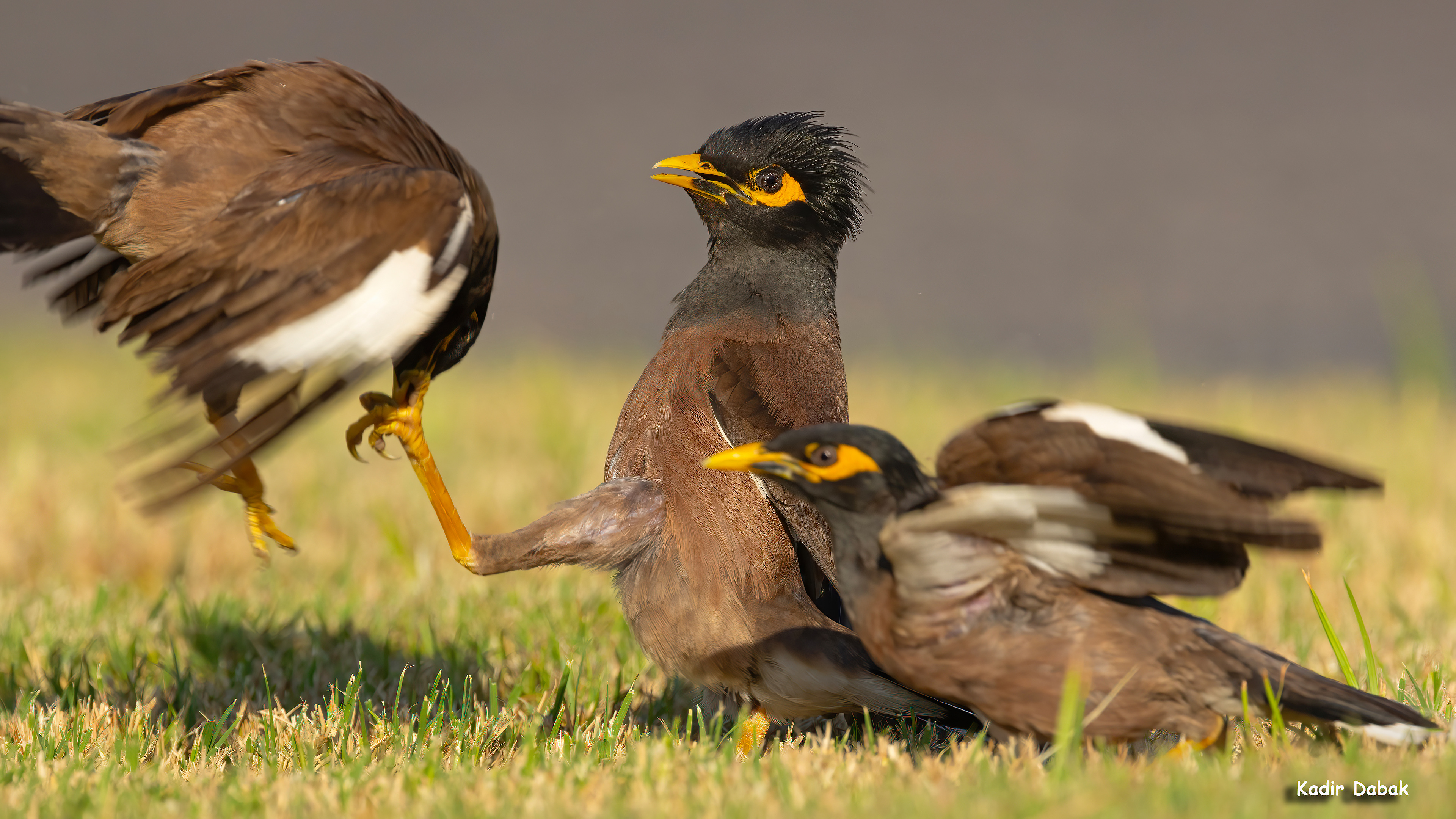 Çiğdeci » Common Myna » Acridotheres tristis