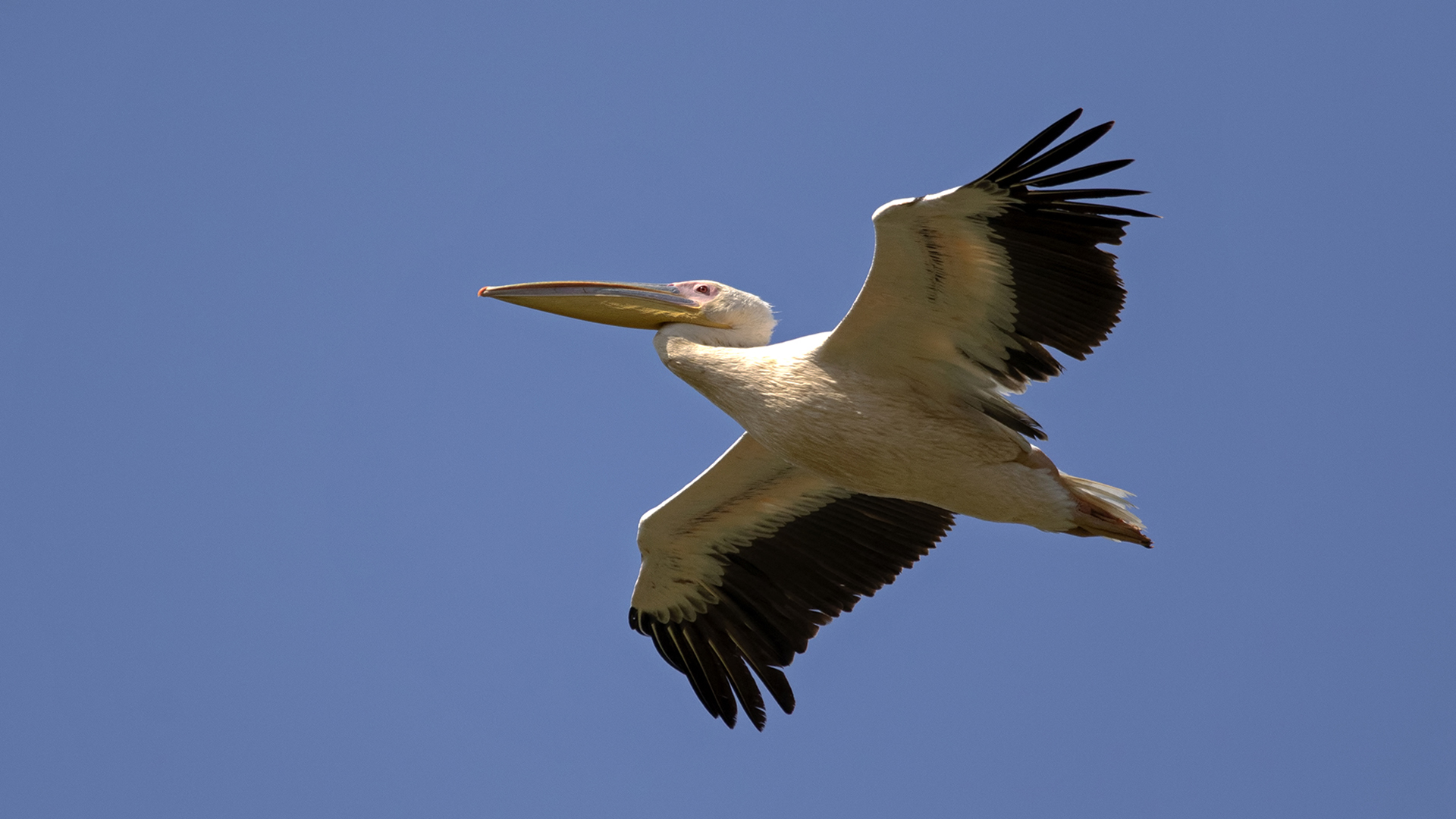 Ak pelikan » Great White Pelican » Pelecanus onocrotalus