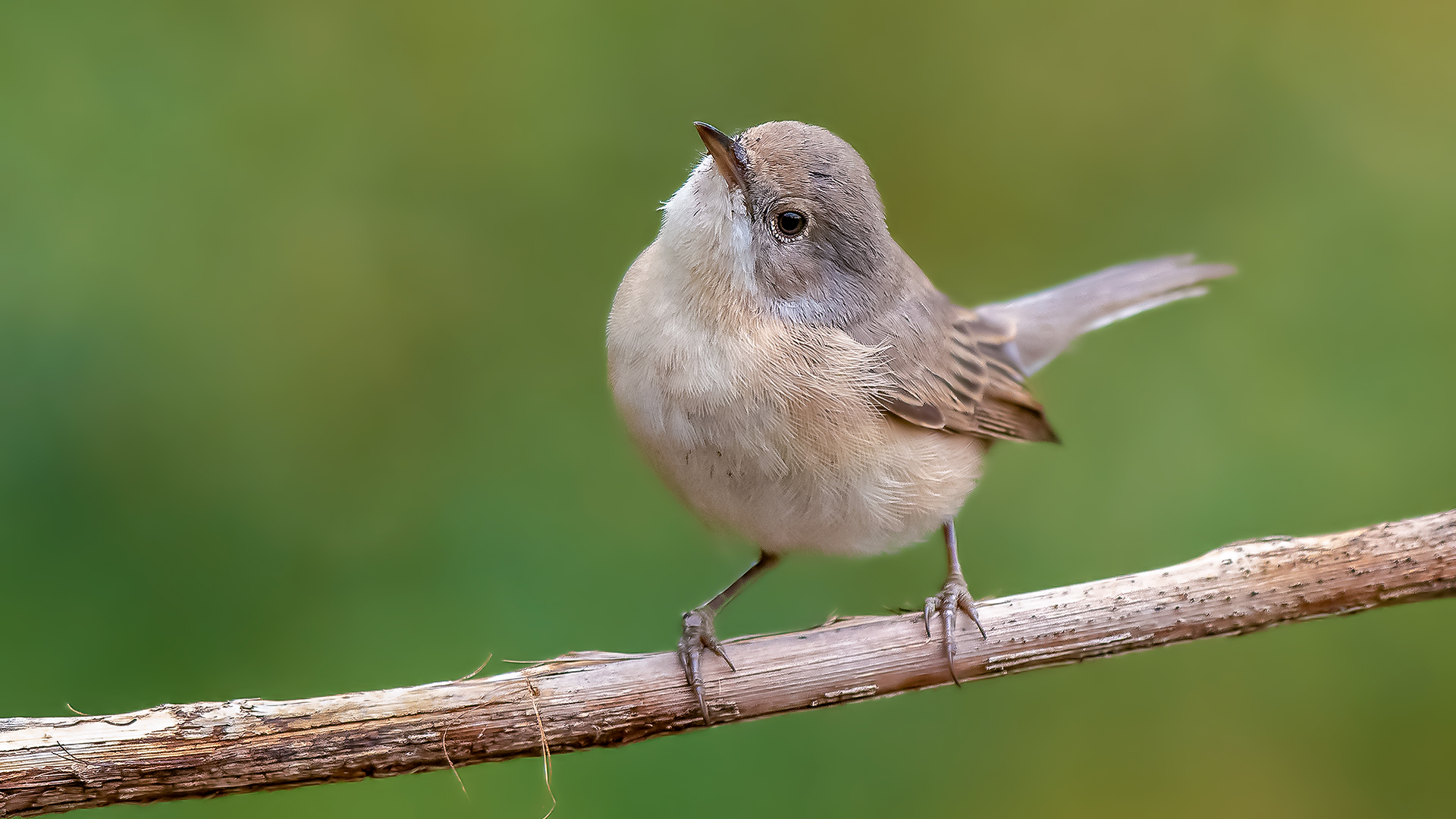 Bıyıklı ötleğen » Subalpine Warbler » Sylvia cantillans