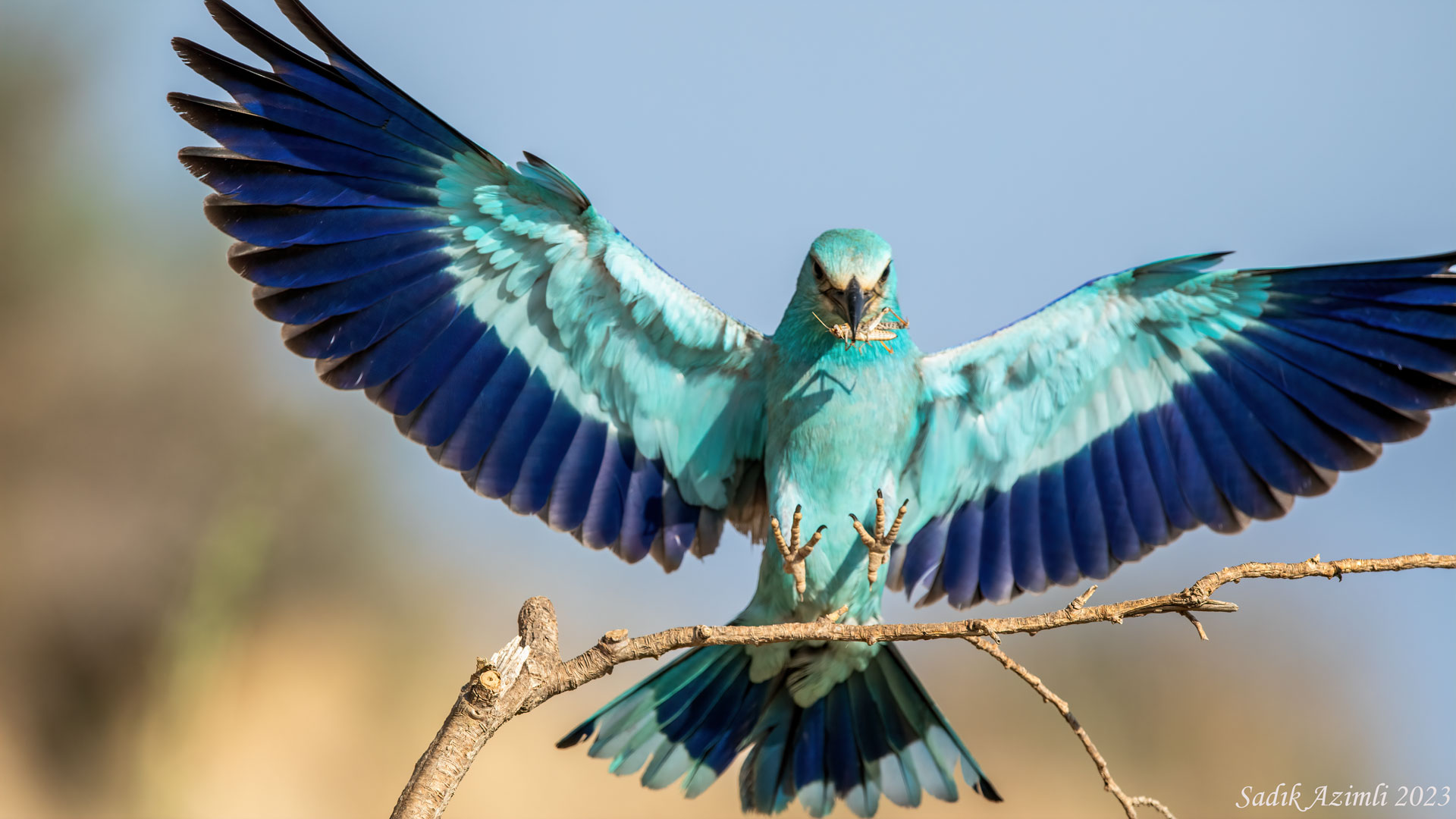 Gökkuzgun » European Roller » Coracias garrulus